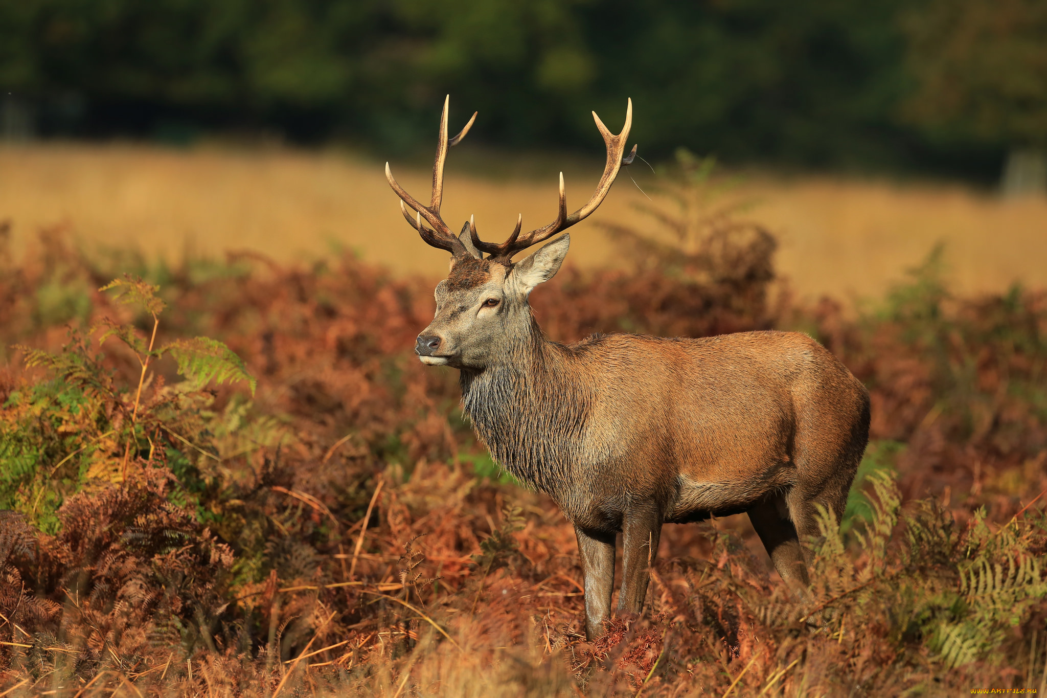 животные, олени, рога, олень