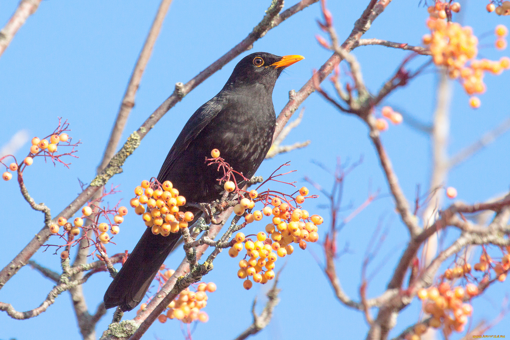 животные, птицы, птичка