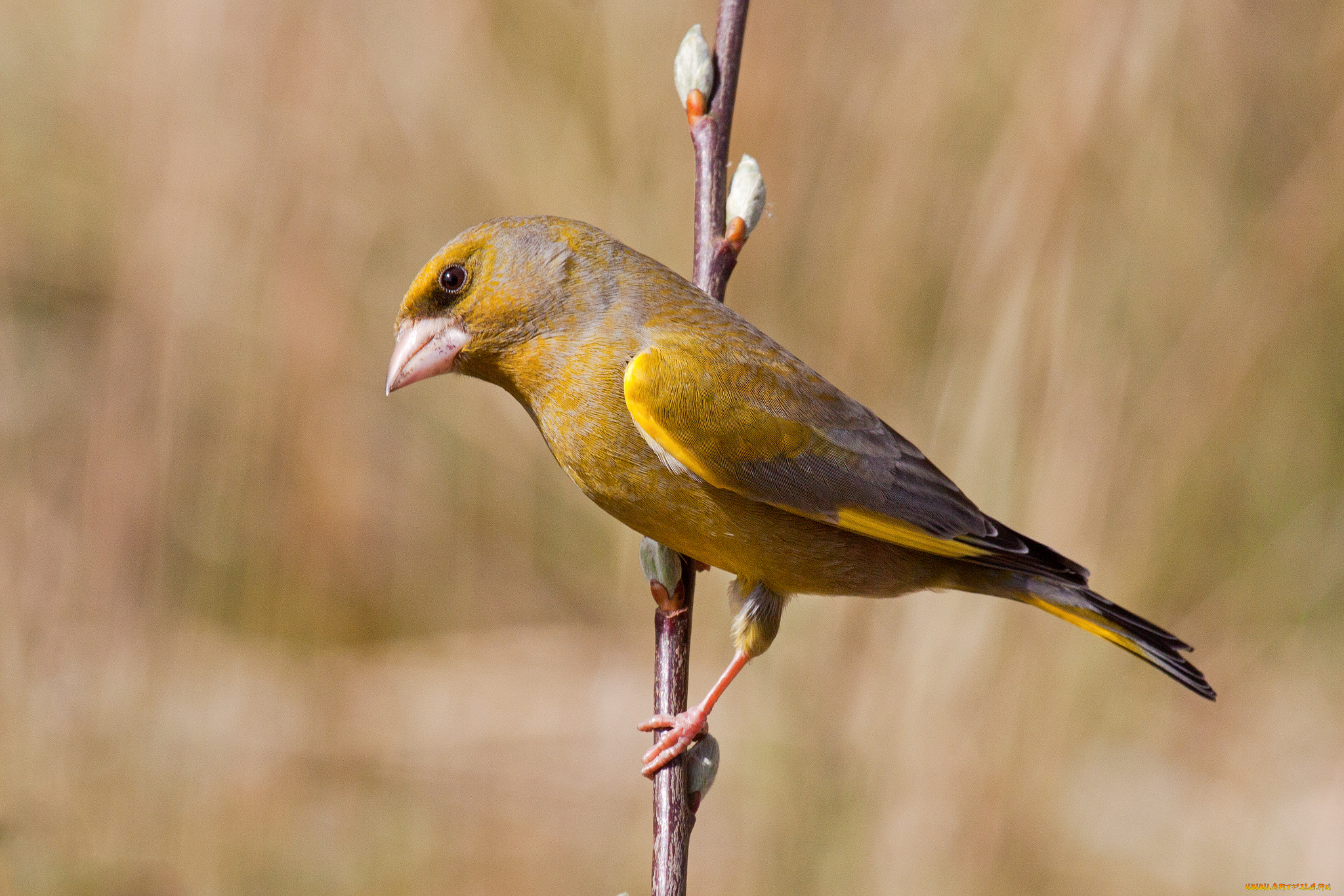 животные, птицы, птичка