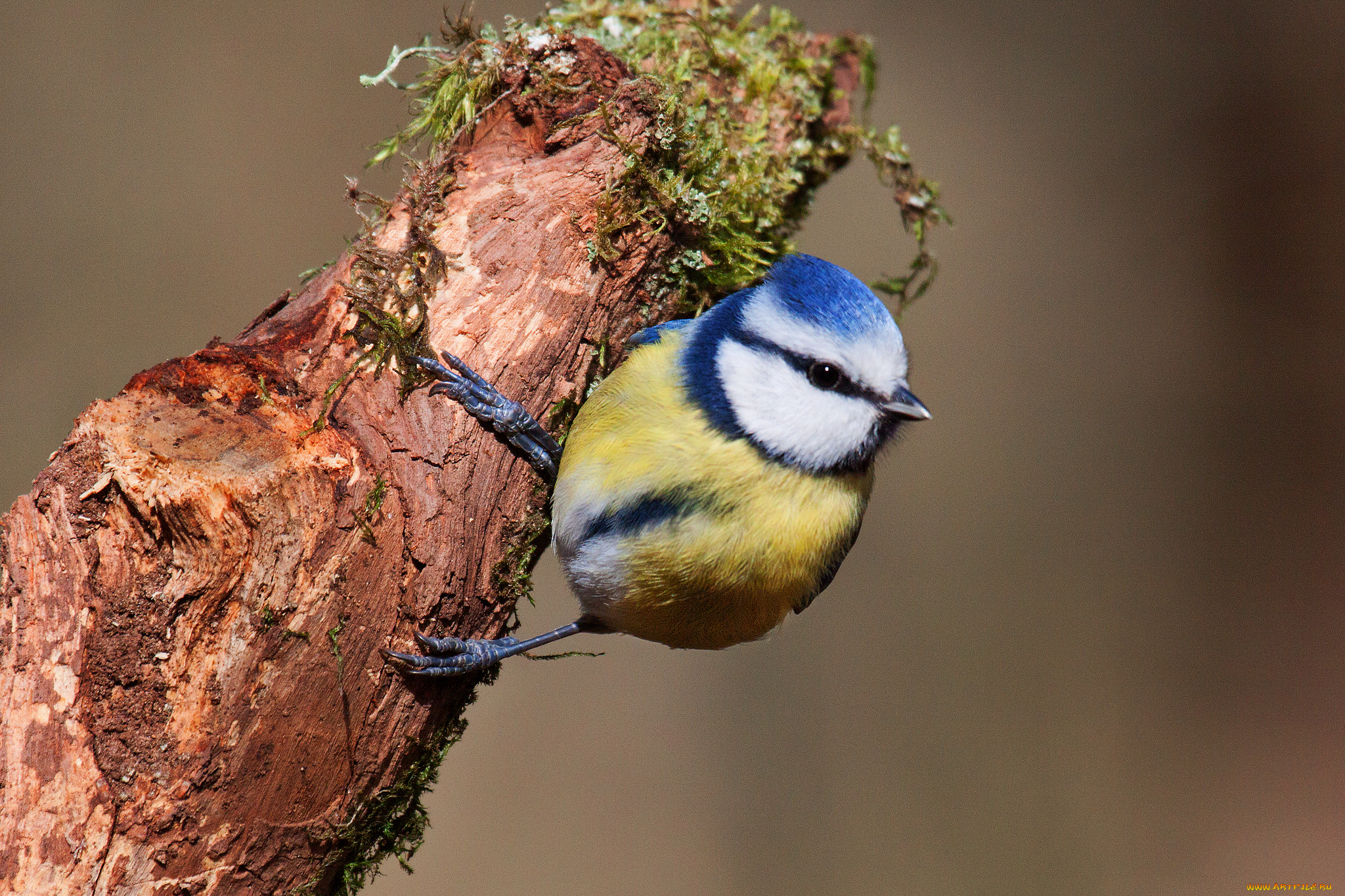 животные, синицы, , лазоревки, птичка