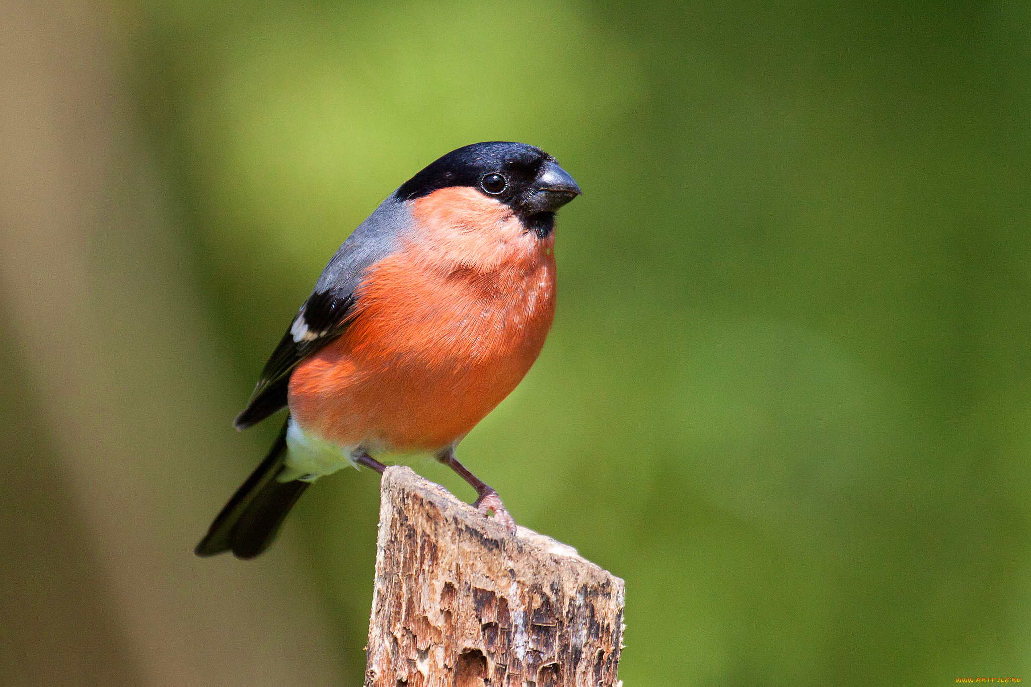 животные, снегири, птичка