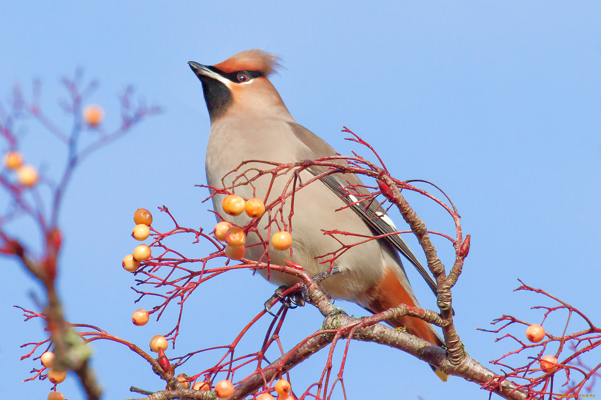 животные, свиристели, птичка