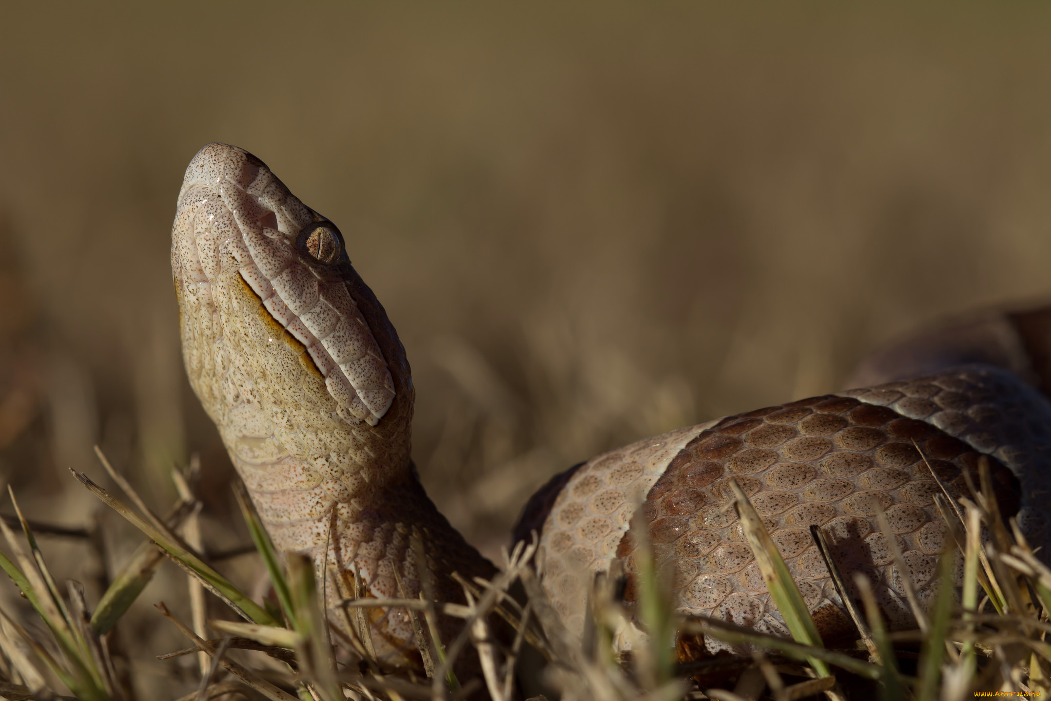 животные, змеи, , питоны, , кобры, змея, голова
