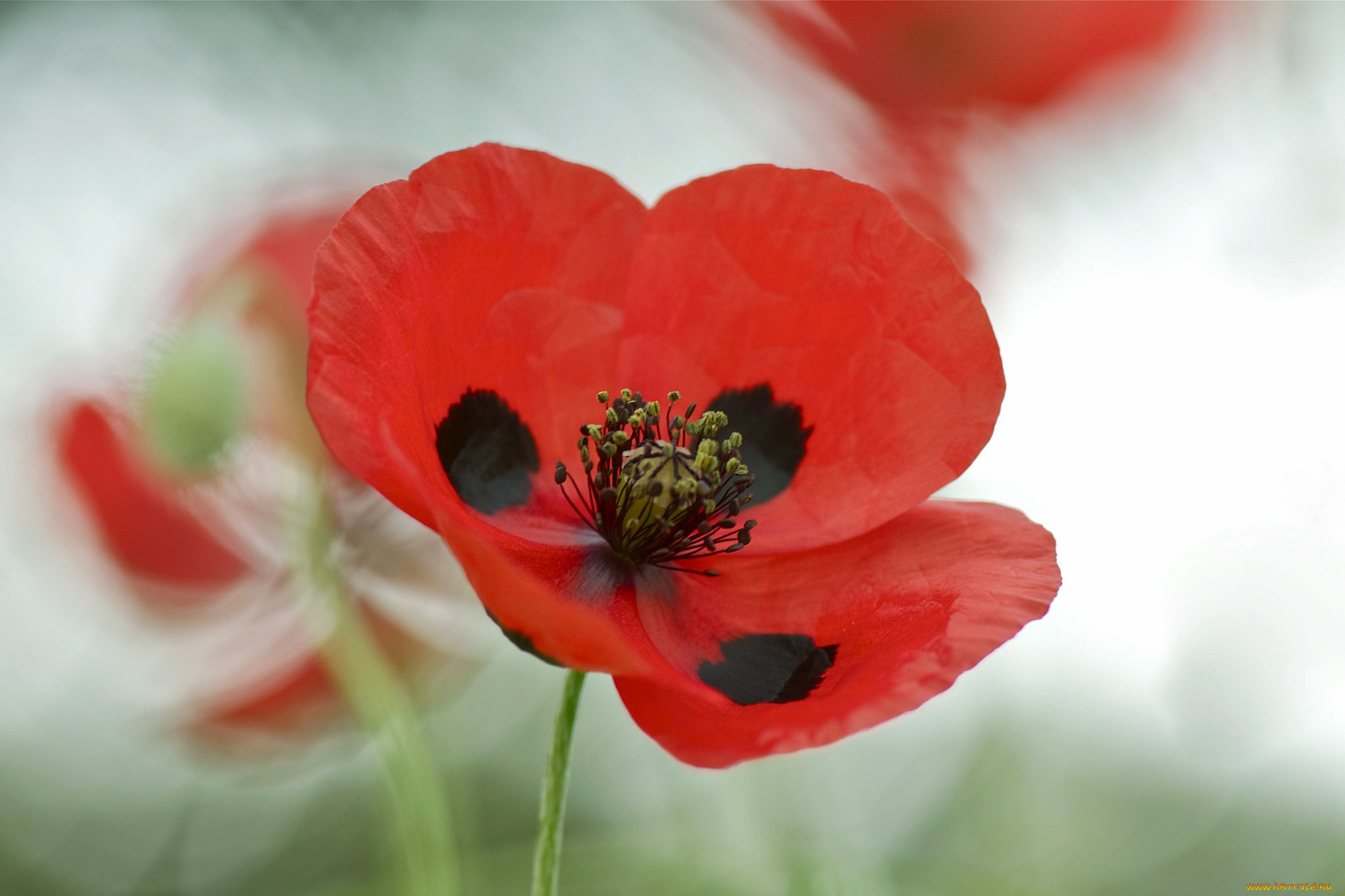 цветы, маки, природа, макро, лепестки, мак