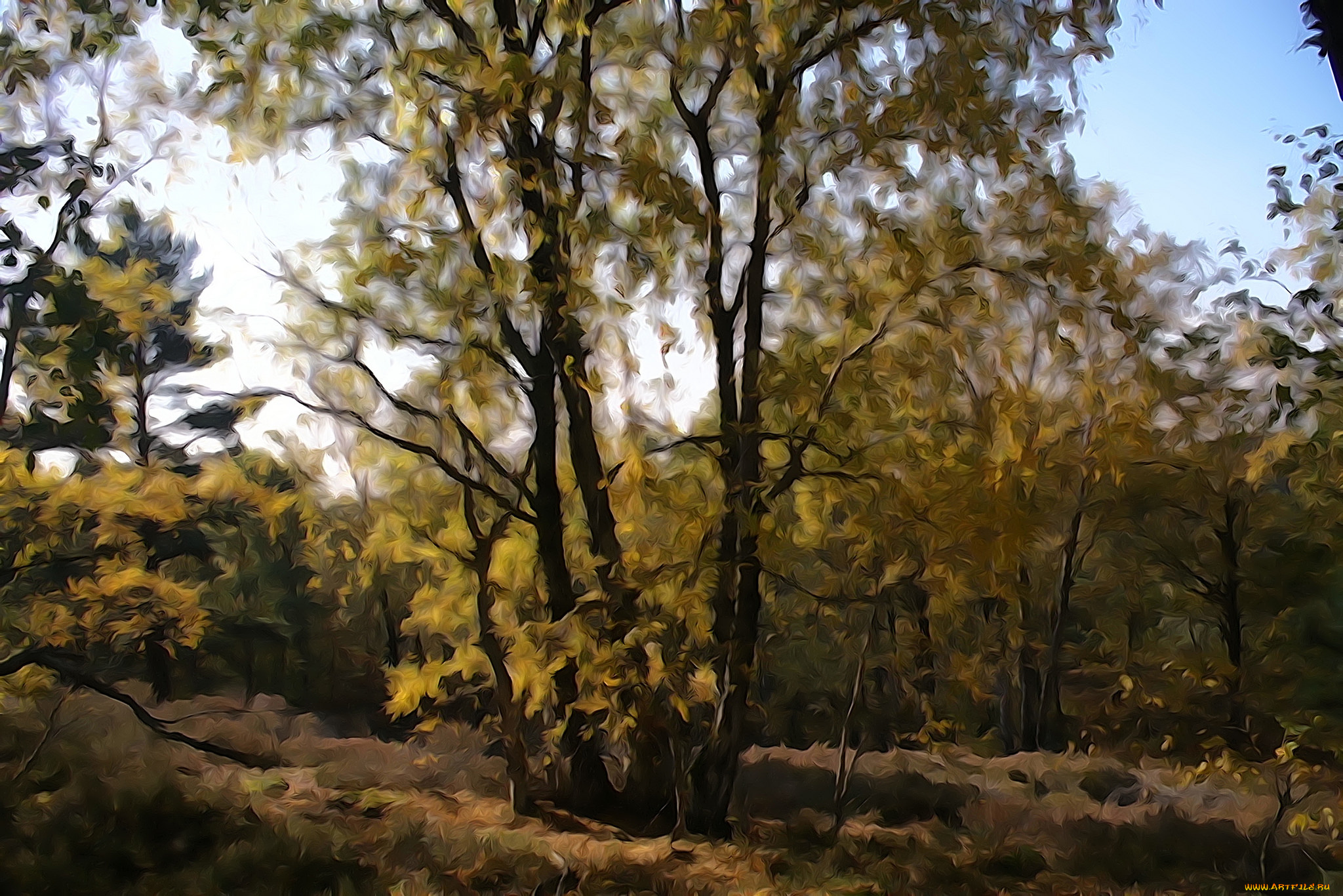 разное, компьютерный, дизайн, деревья, лес, дизайн, небо