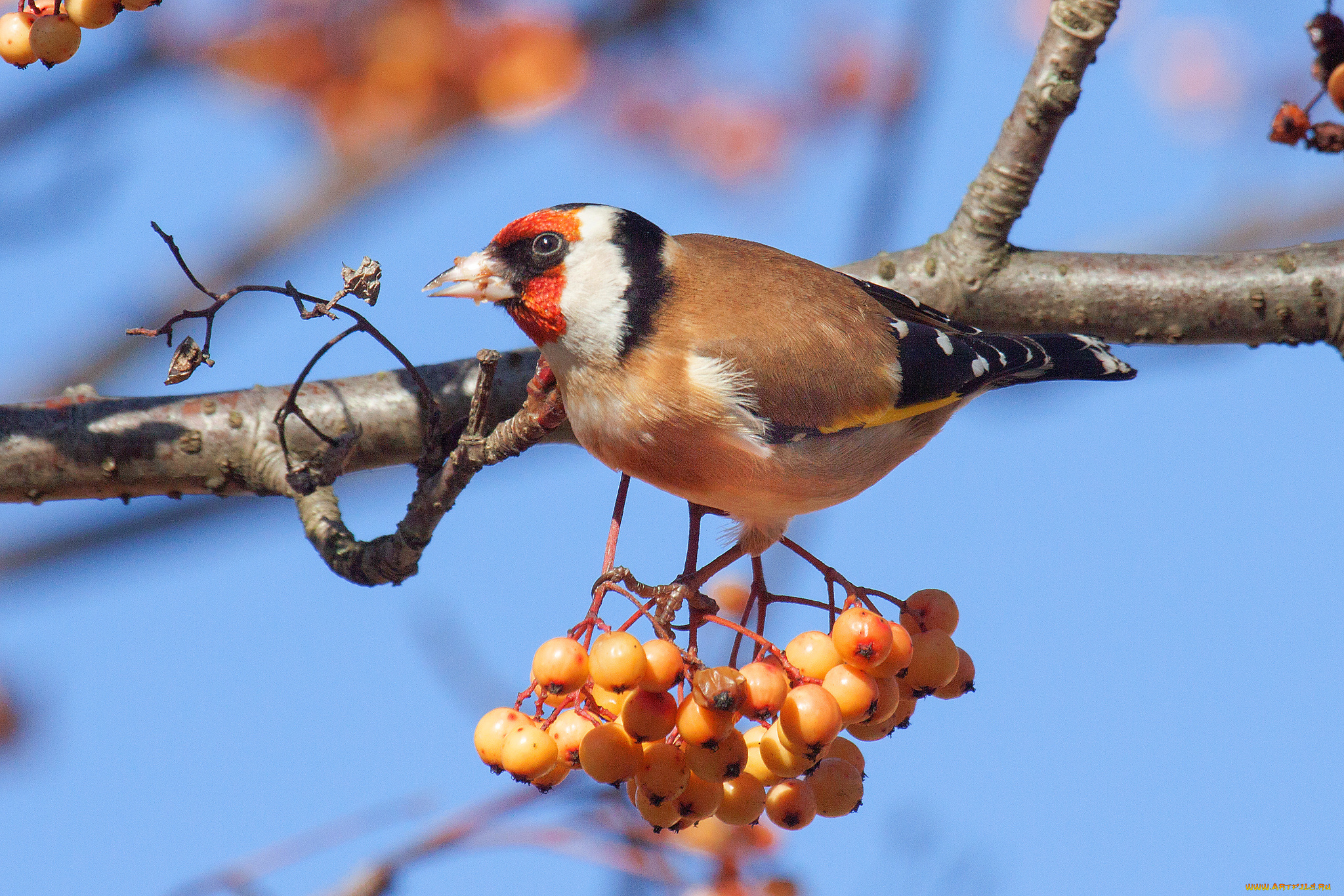 животные, птицы, птичка