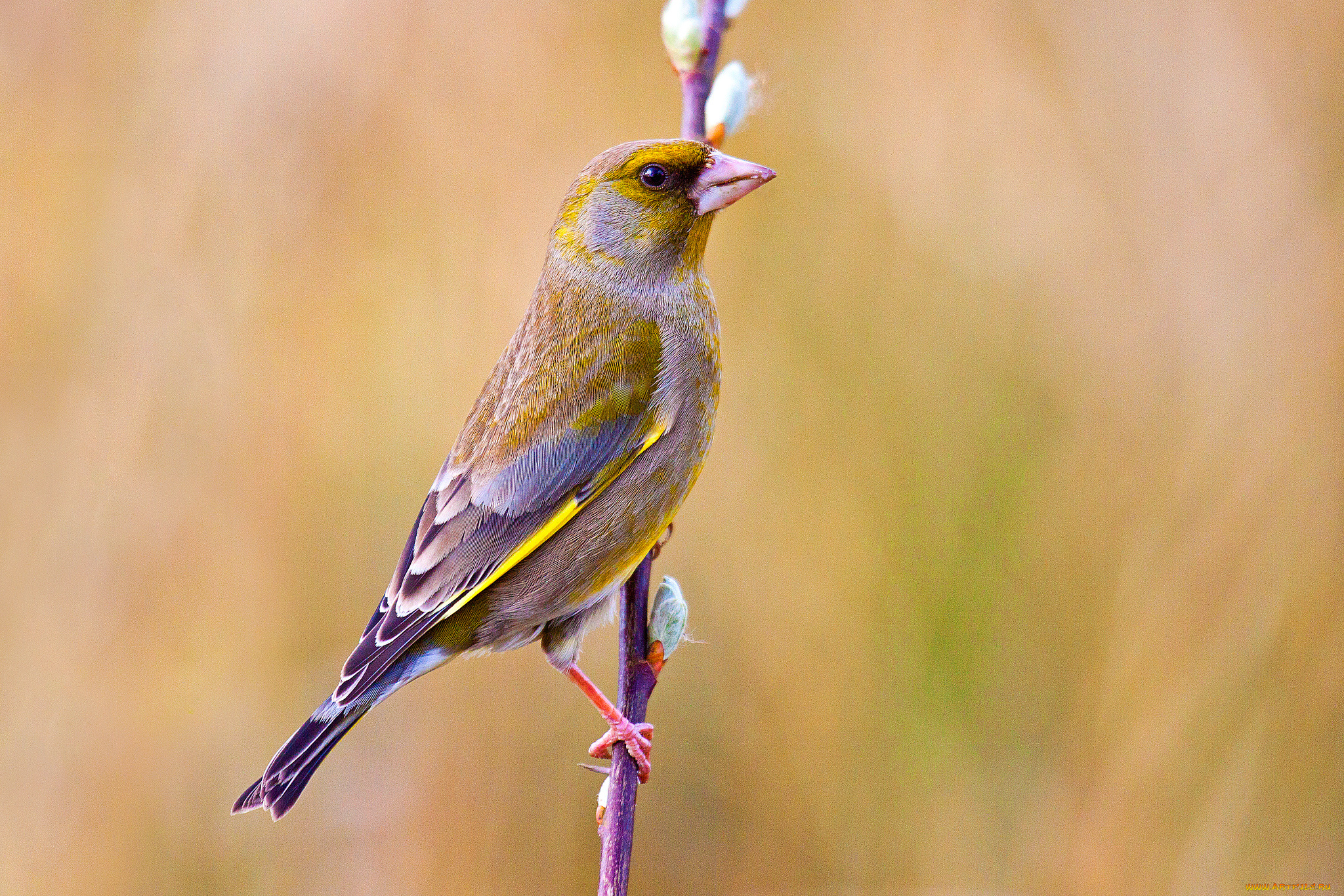 животные, птицы, птичка