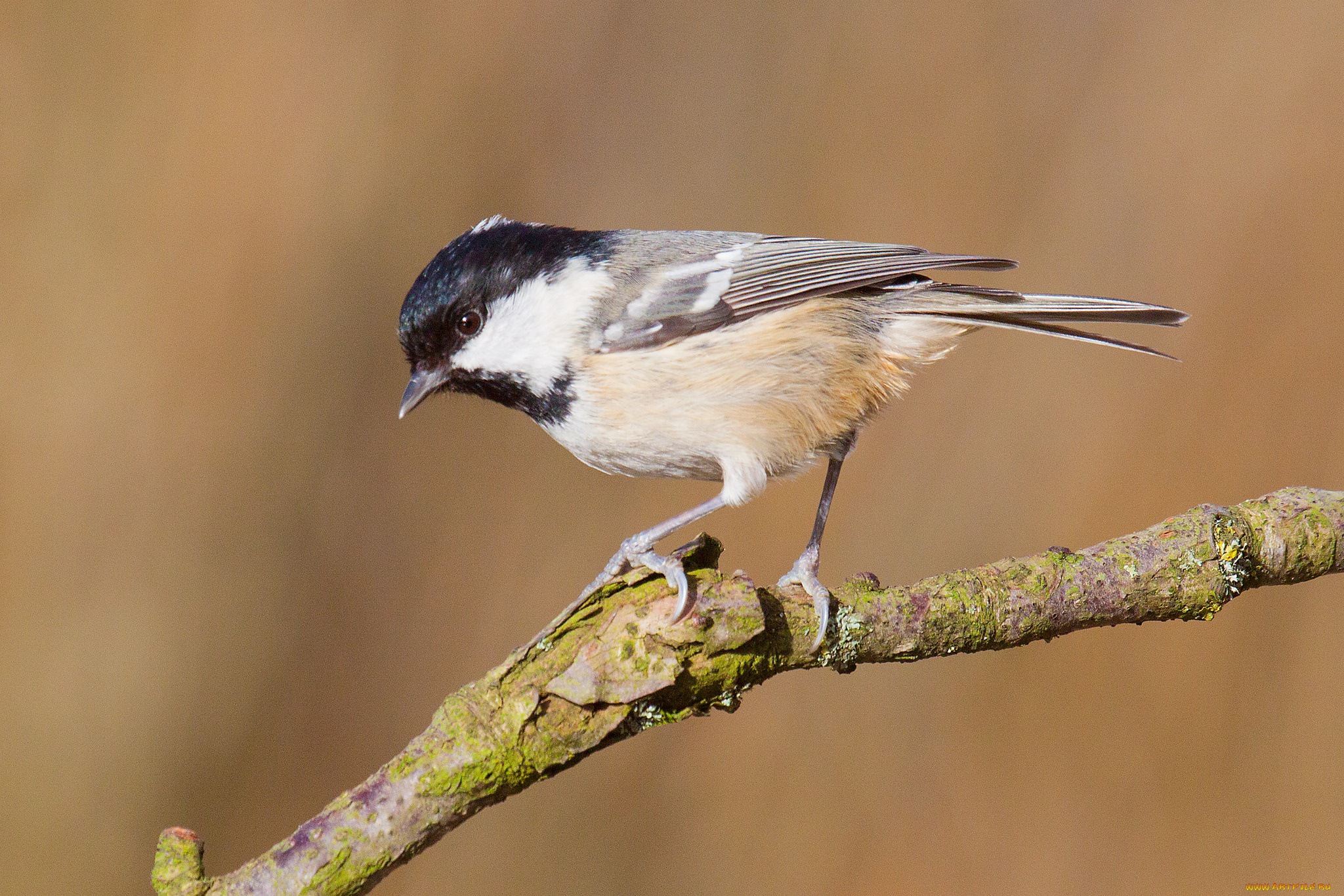 животные, синицы, , лазоревки, птичка
