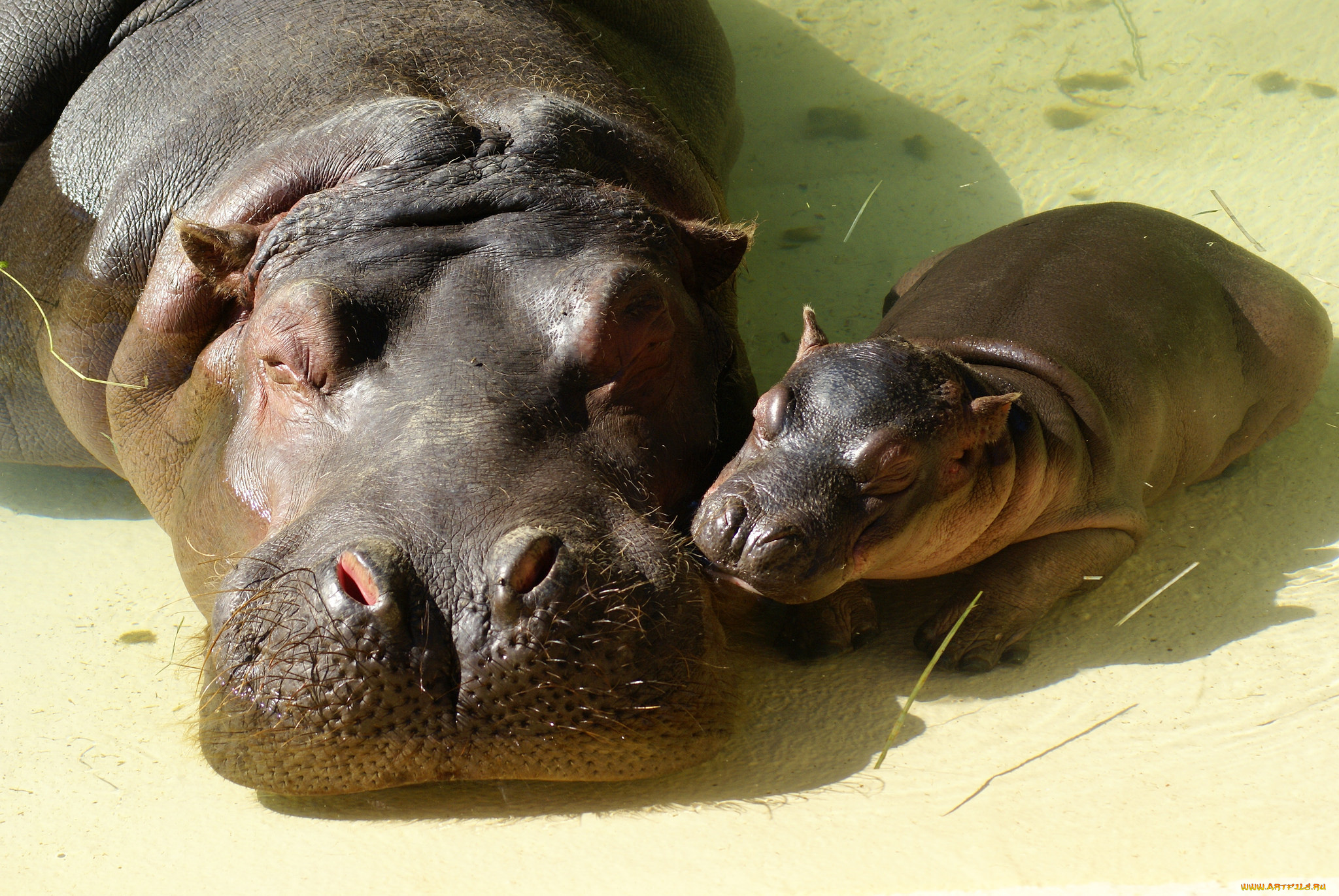 животные, бегемоты, малыш, бегемотиха