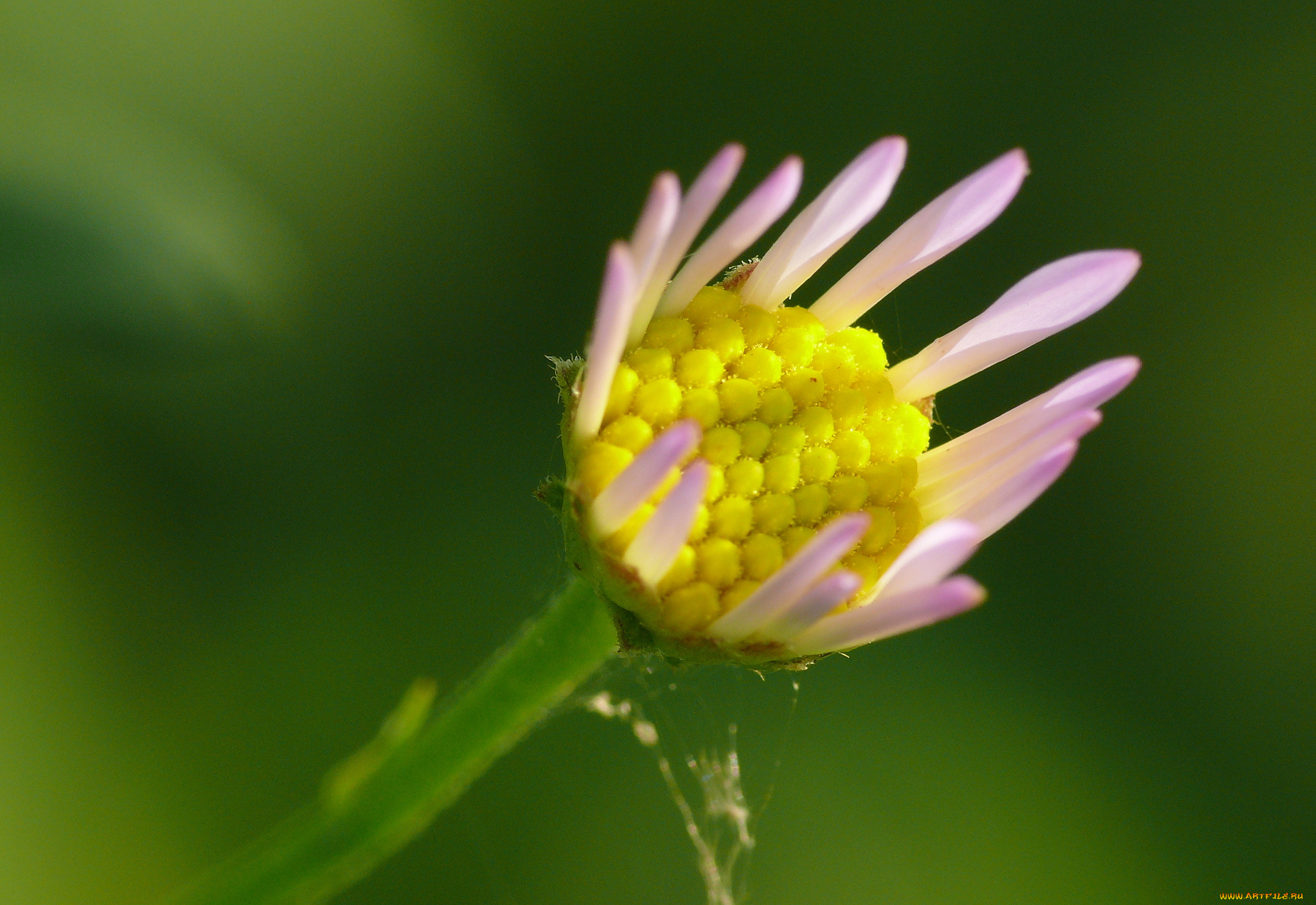 цветы, маргаритки, цветок, зелёный, фон, макро