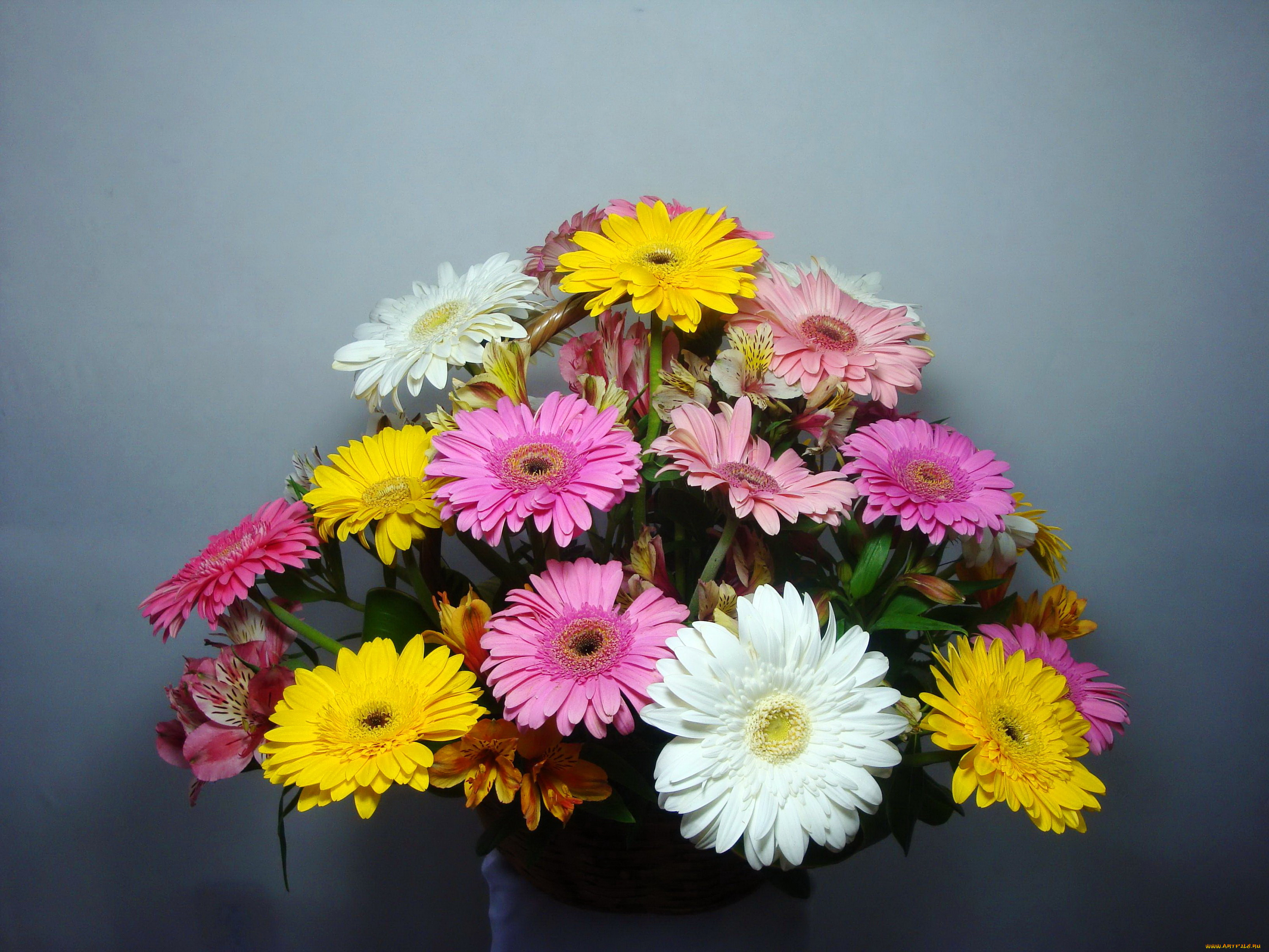 цветы, букеты, , композиции, герберы, букет, альстромерии