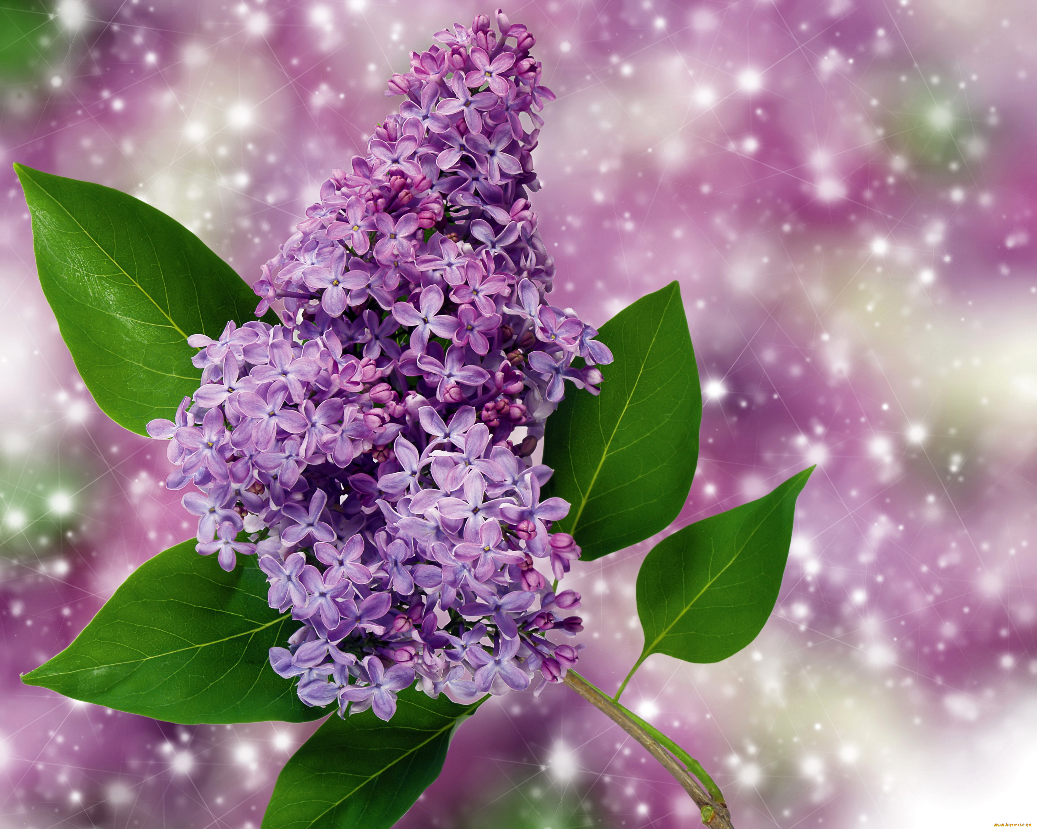 цветы, сирень, ветка