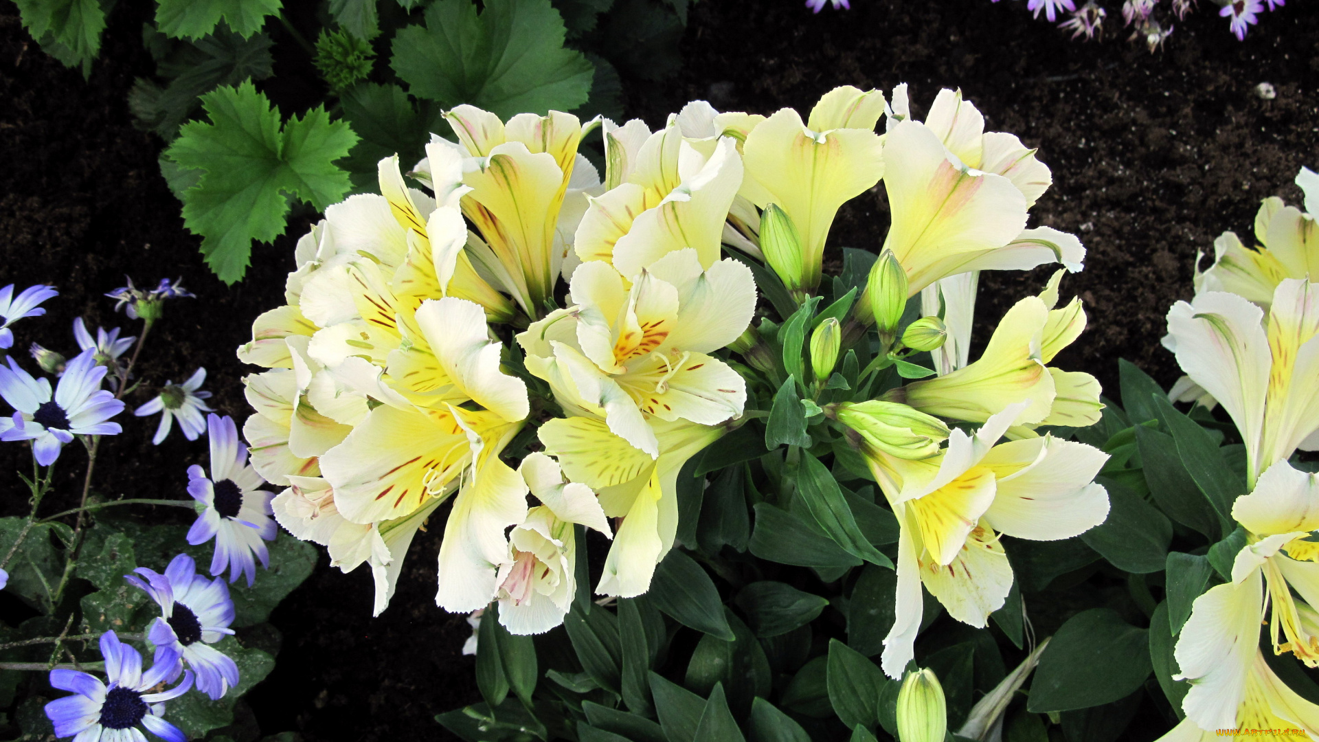 цветы, альстромерия, бутоны