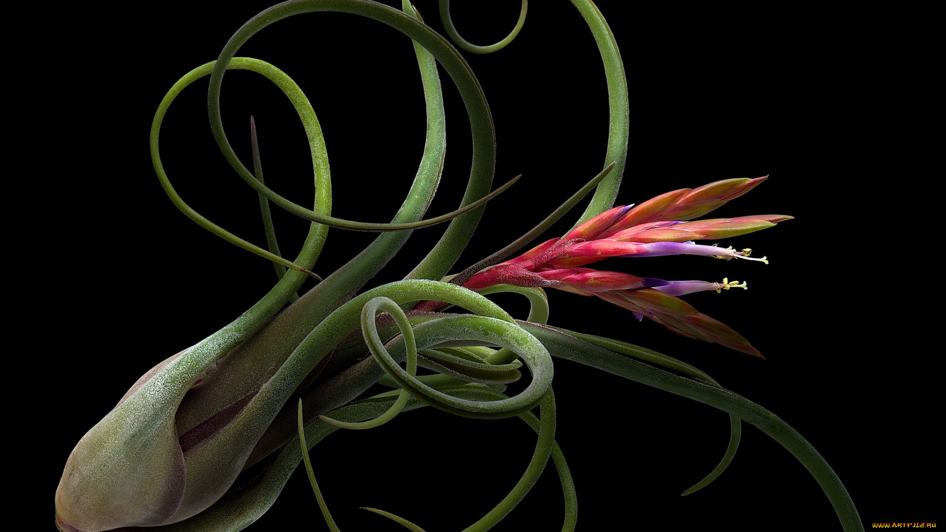 цветы, черный, цветок, фон