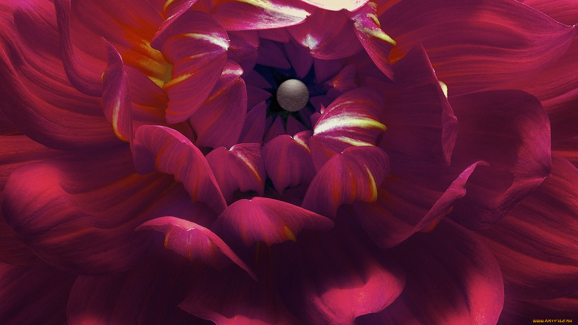 цветы, георгины, лепестки, макро, георгина