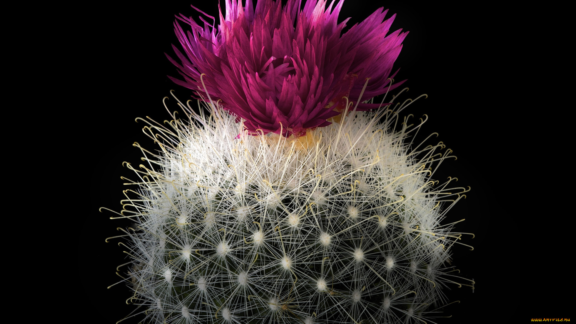 цветы, кактусы, кактус, цветок, колючки