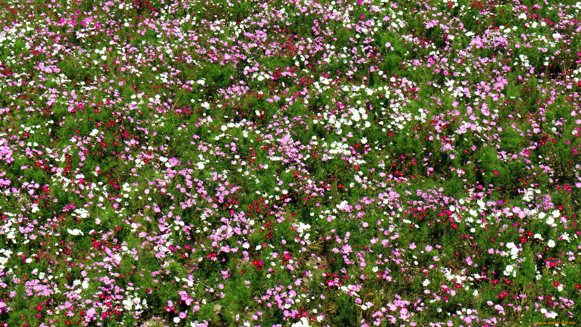 цветы, космея, много, поле