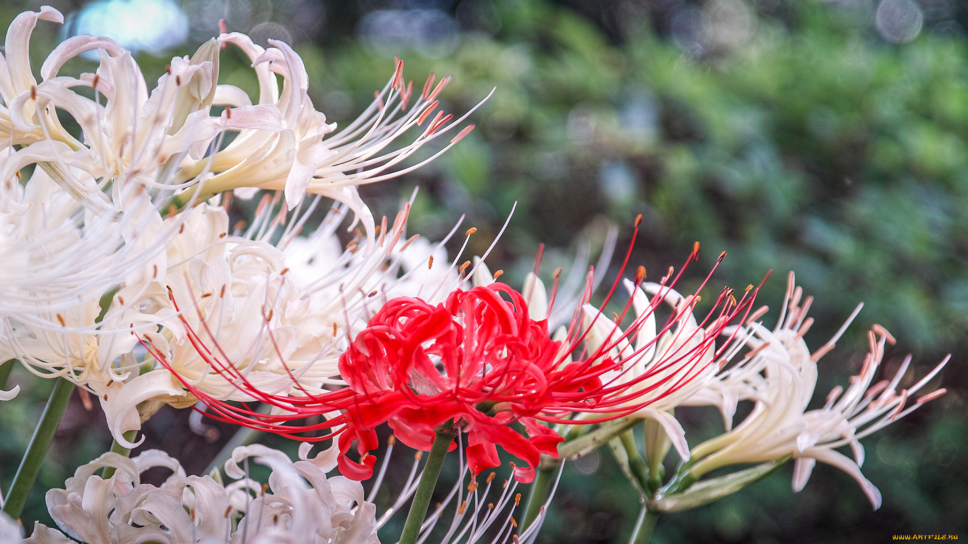 цветы, лилии, , лилейники