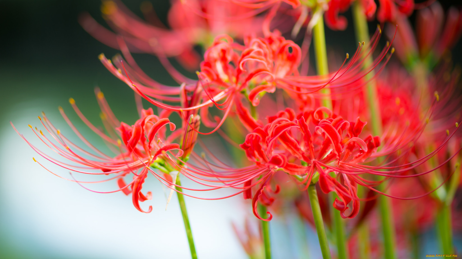 цветы, лилии, , лилейники