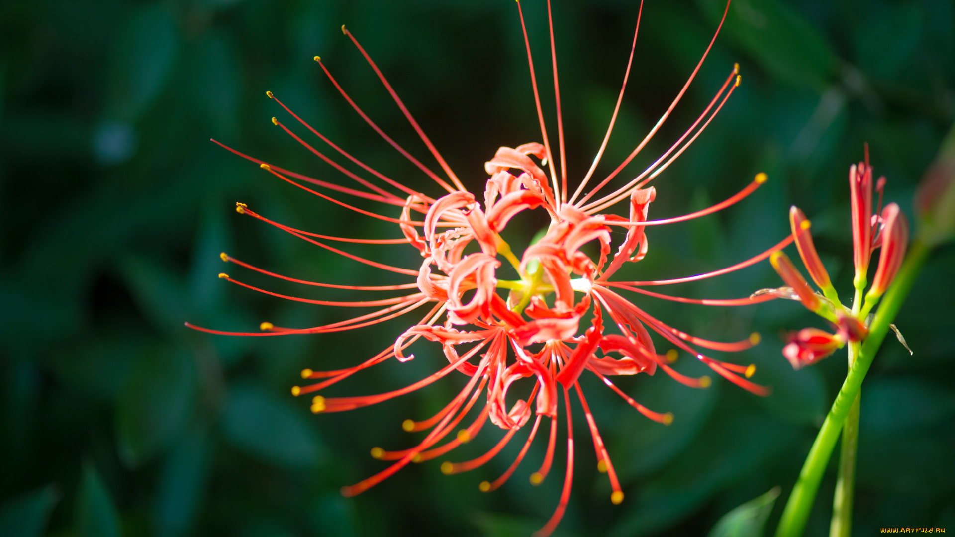 цветы, лилии, , лилейники, лилиия