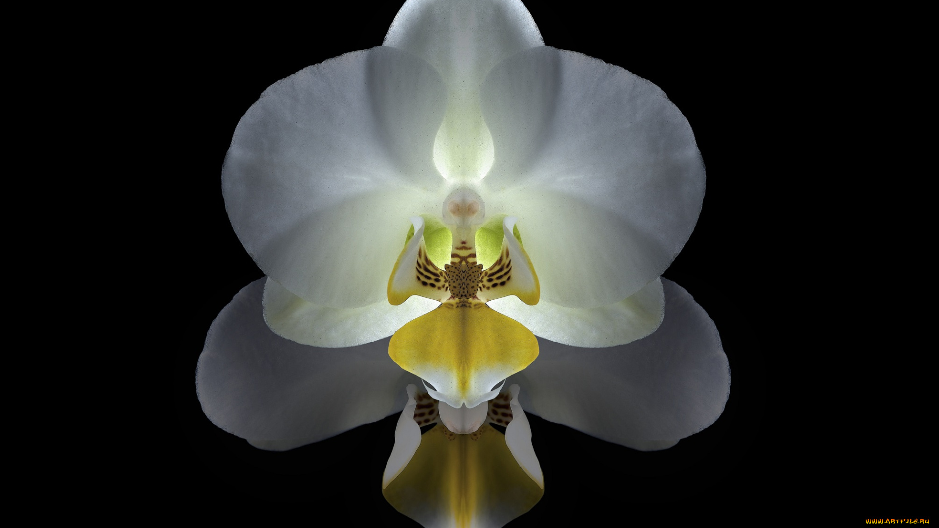 цветы, орхидеи, орхидея