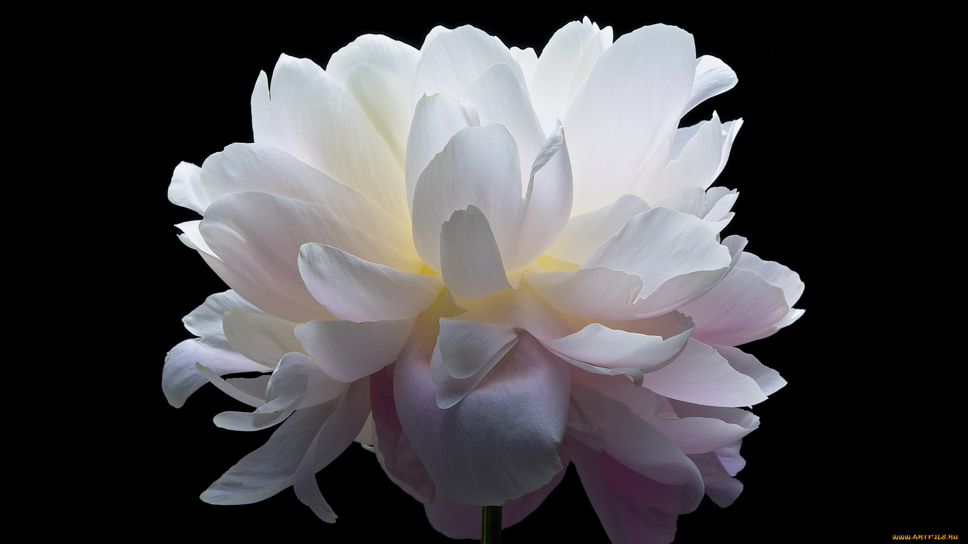 цветы, пионы, макро, розовый, бутон, пион