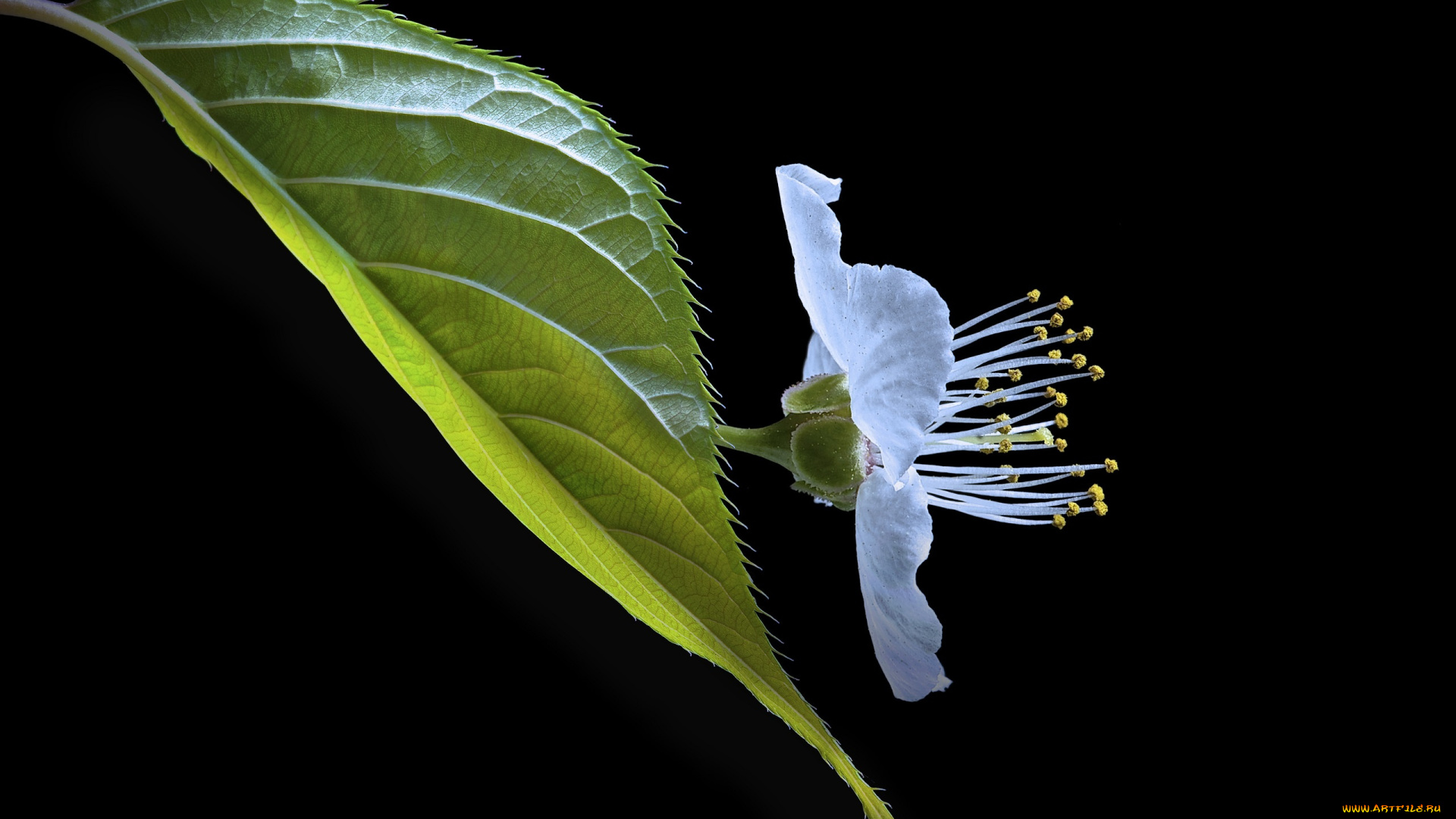 цветы, сакура, , вишня, черный, макро, фон, лист, вишня, цветок