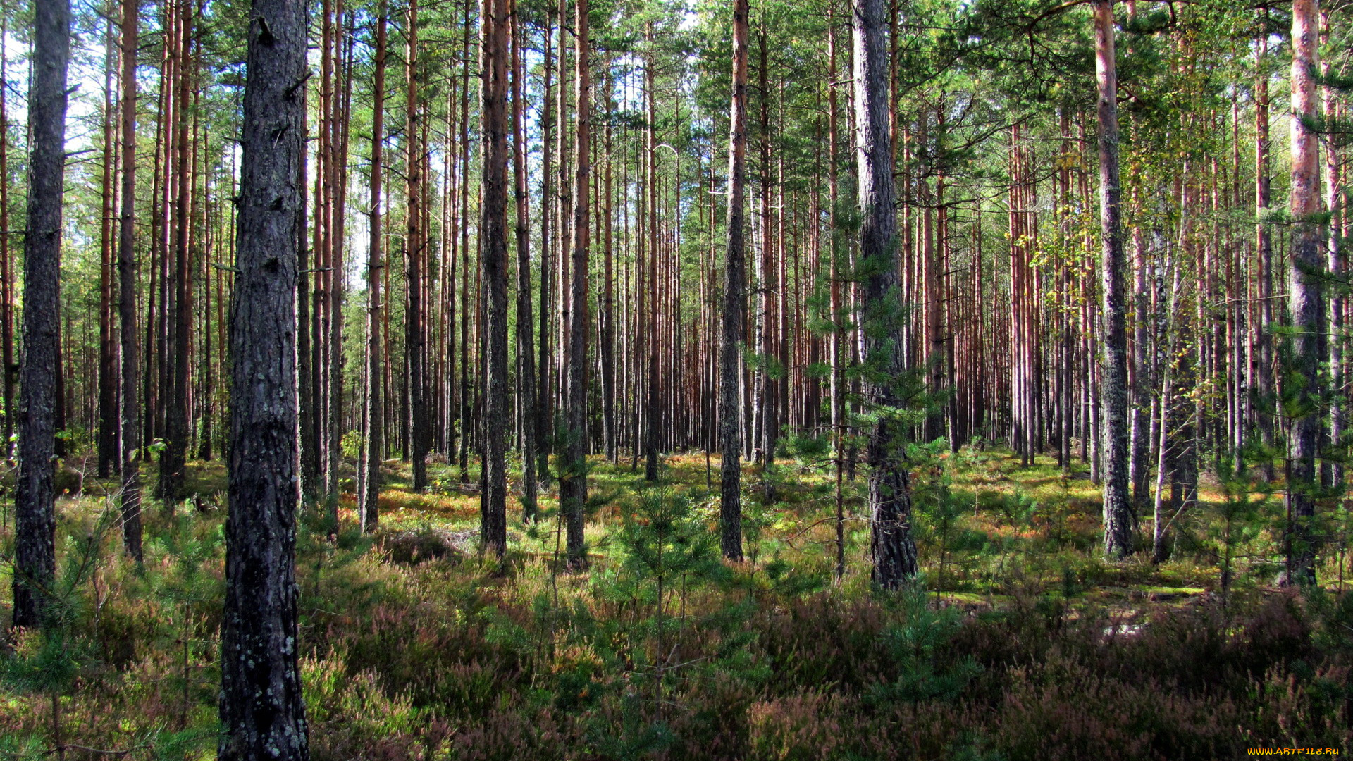 природа, лес, сосны, вереск