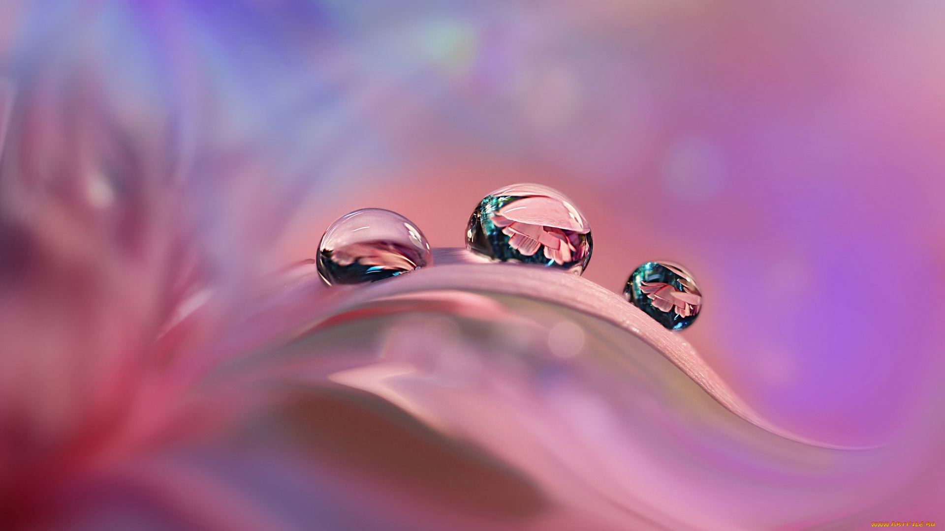 природа, макро, капли, лепесток, отражение, розовый