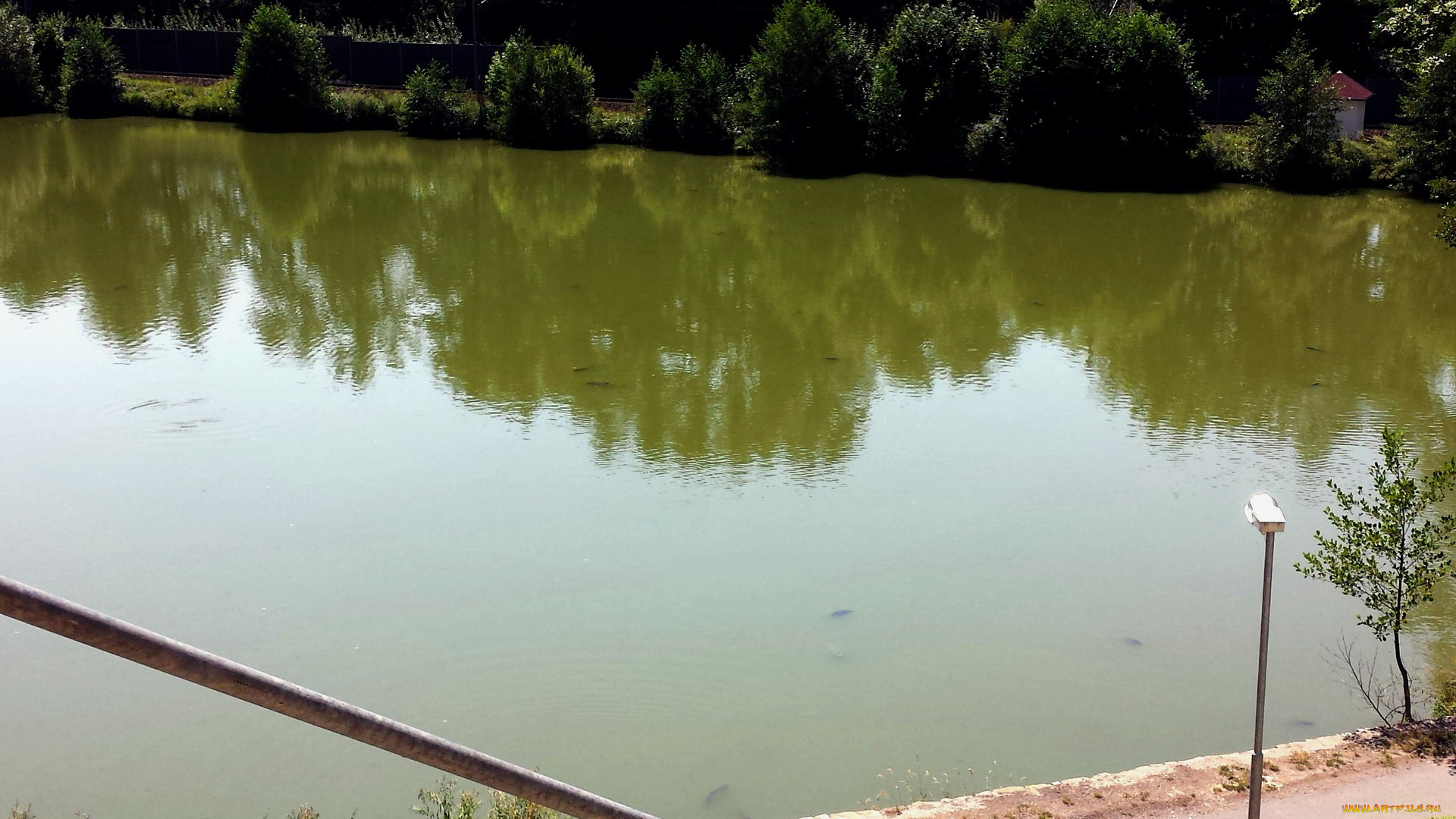 природа, реки, озера, деревья, пруд, рыба