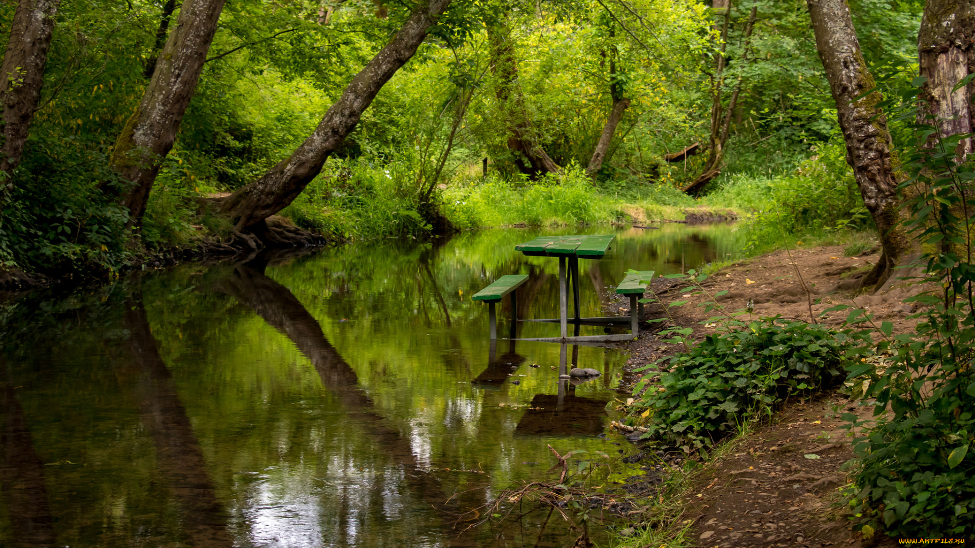 природа, реки, озера, река, лес