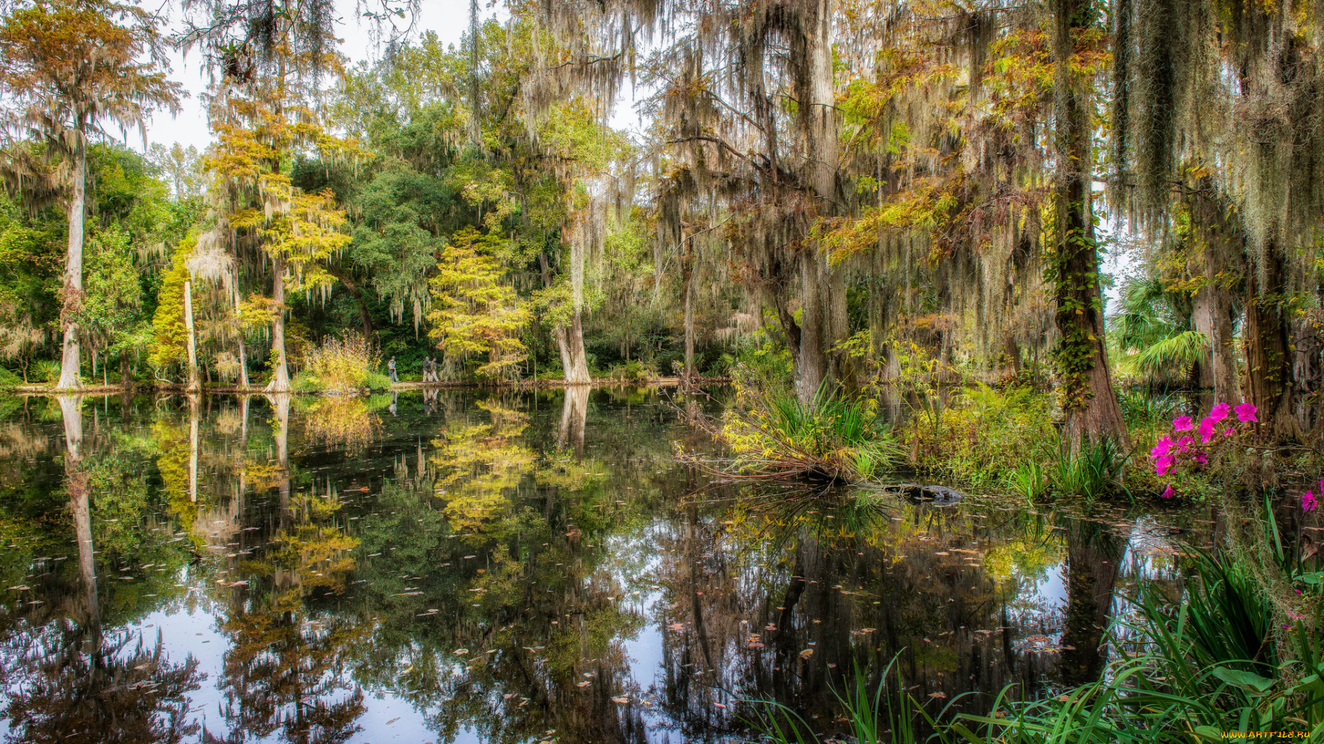 природа, реки, озера, река, лес