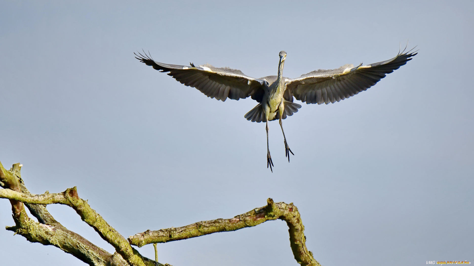 животные, цапли, , выпи, цапля, небо