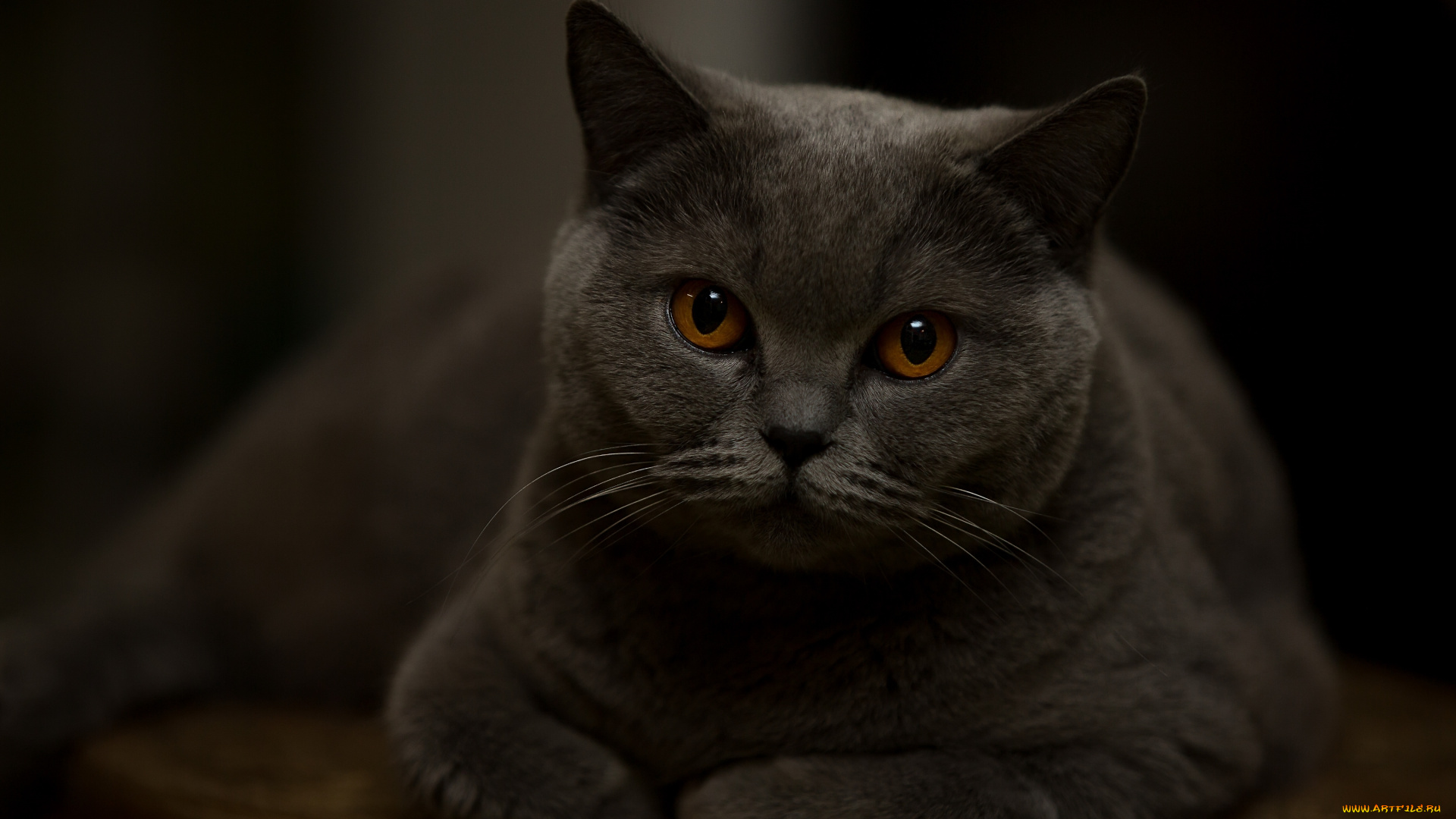 животные, коты, кот, мордочка, глаза