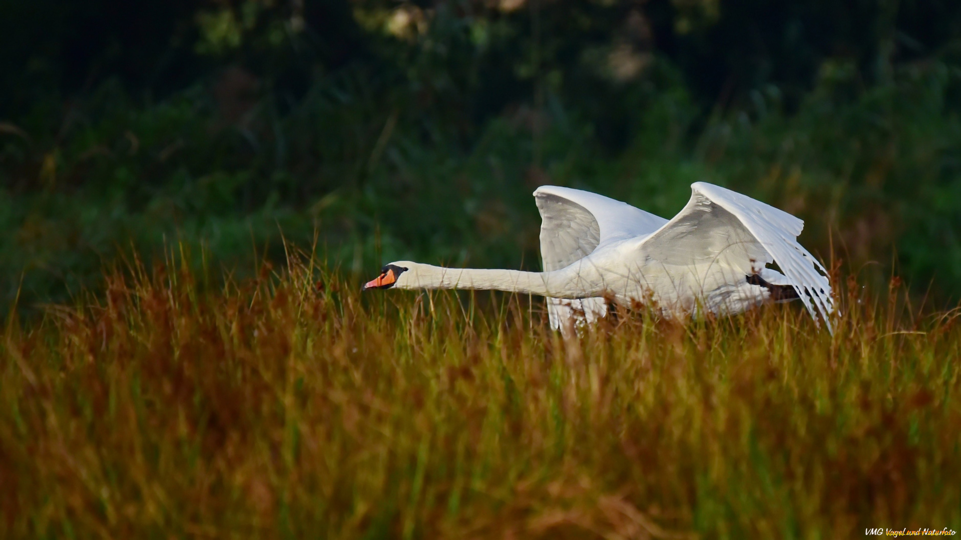 животные, лебеди, лебедь