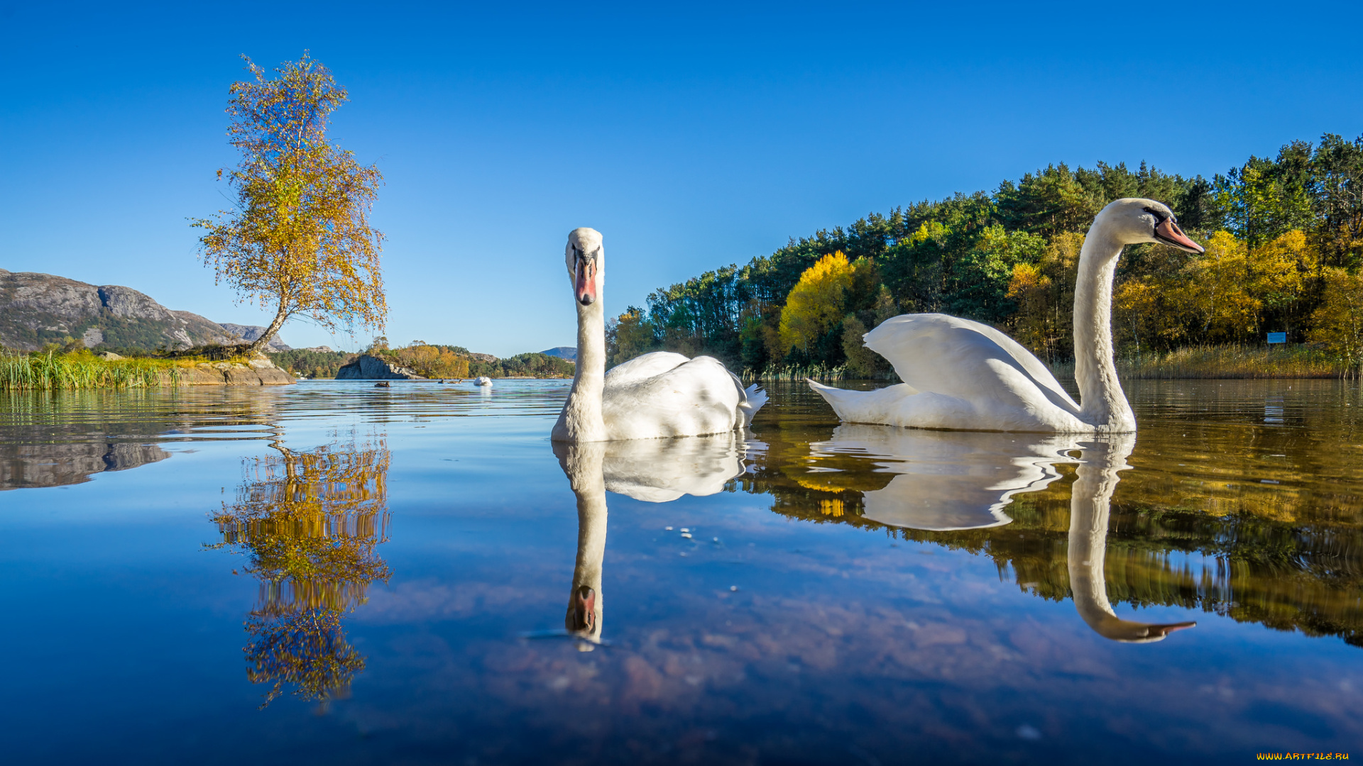 животные, лебеди, птицы, река