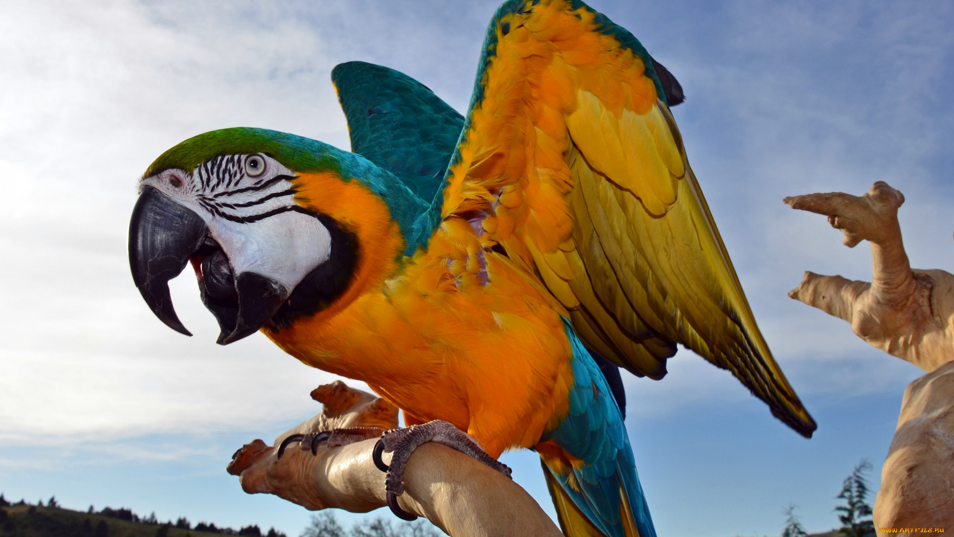 животные, попугаи, перья, крупным, планом, разноцветный, крылья, клюв, ара, попугай