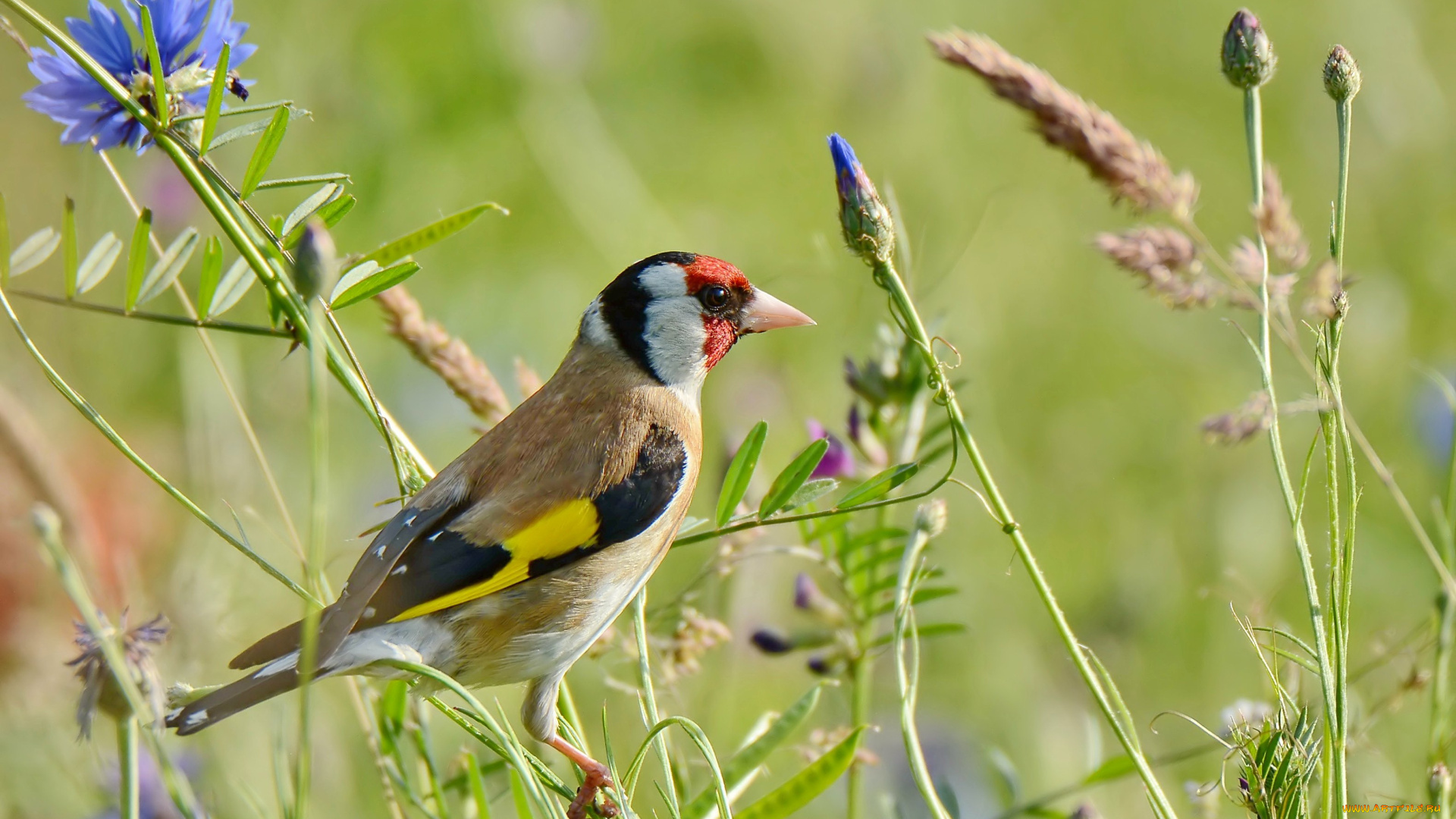 животные, щеглы, , чижи, цветы, луг, птица