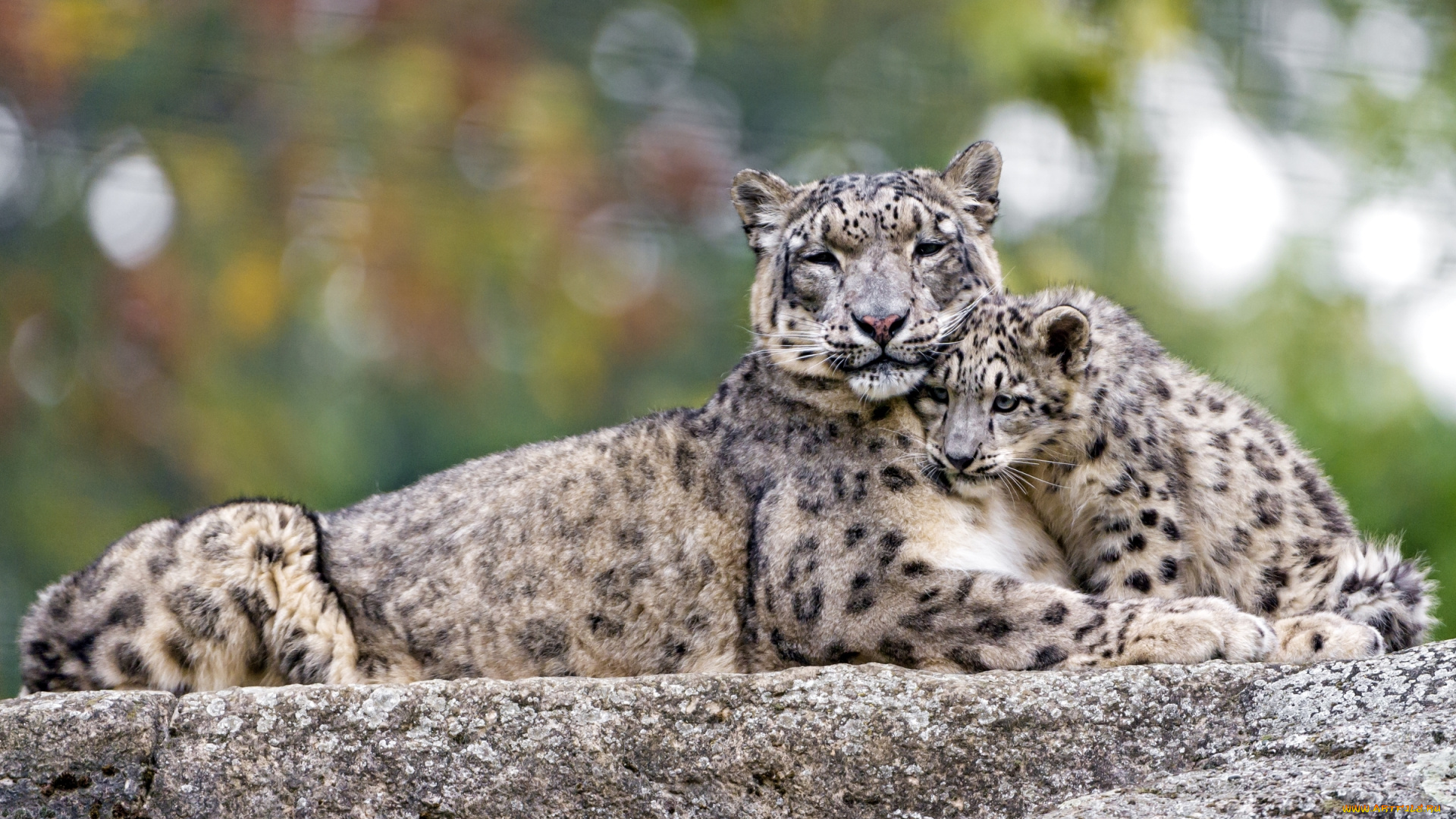 животные, снежный, барс, , ирбис, снежный, барс, детеныш, мать, хищники, чувства