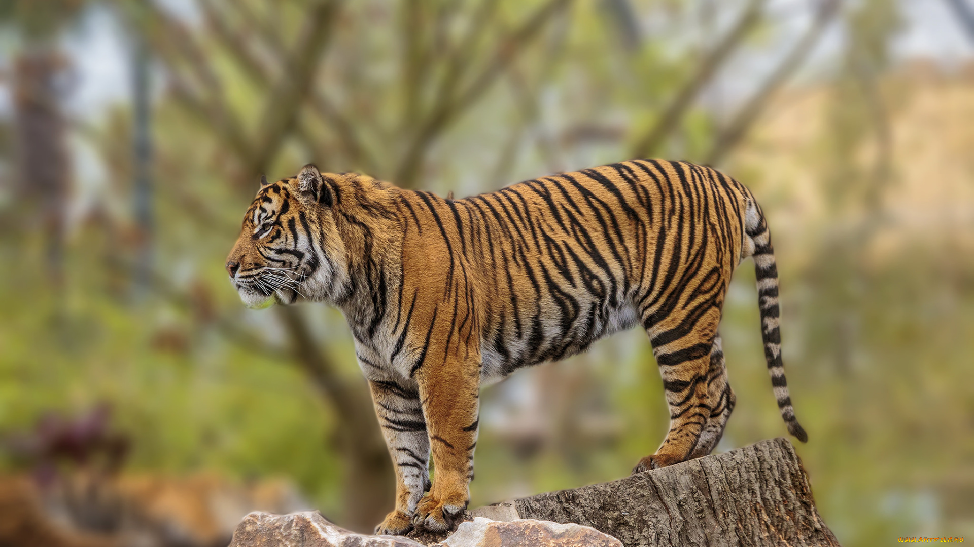 животные, тигры, тигр