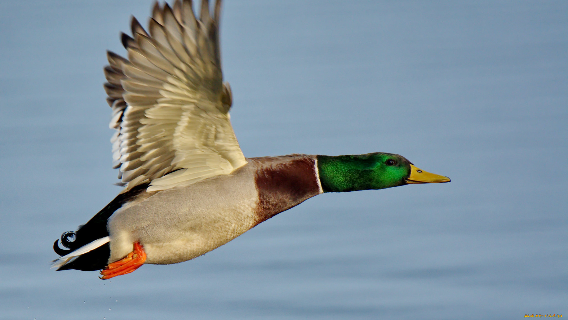 животные, утки, летит, утка