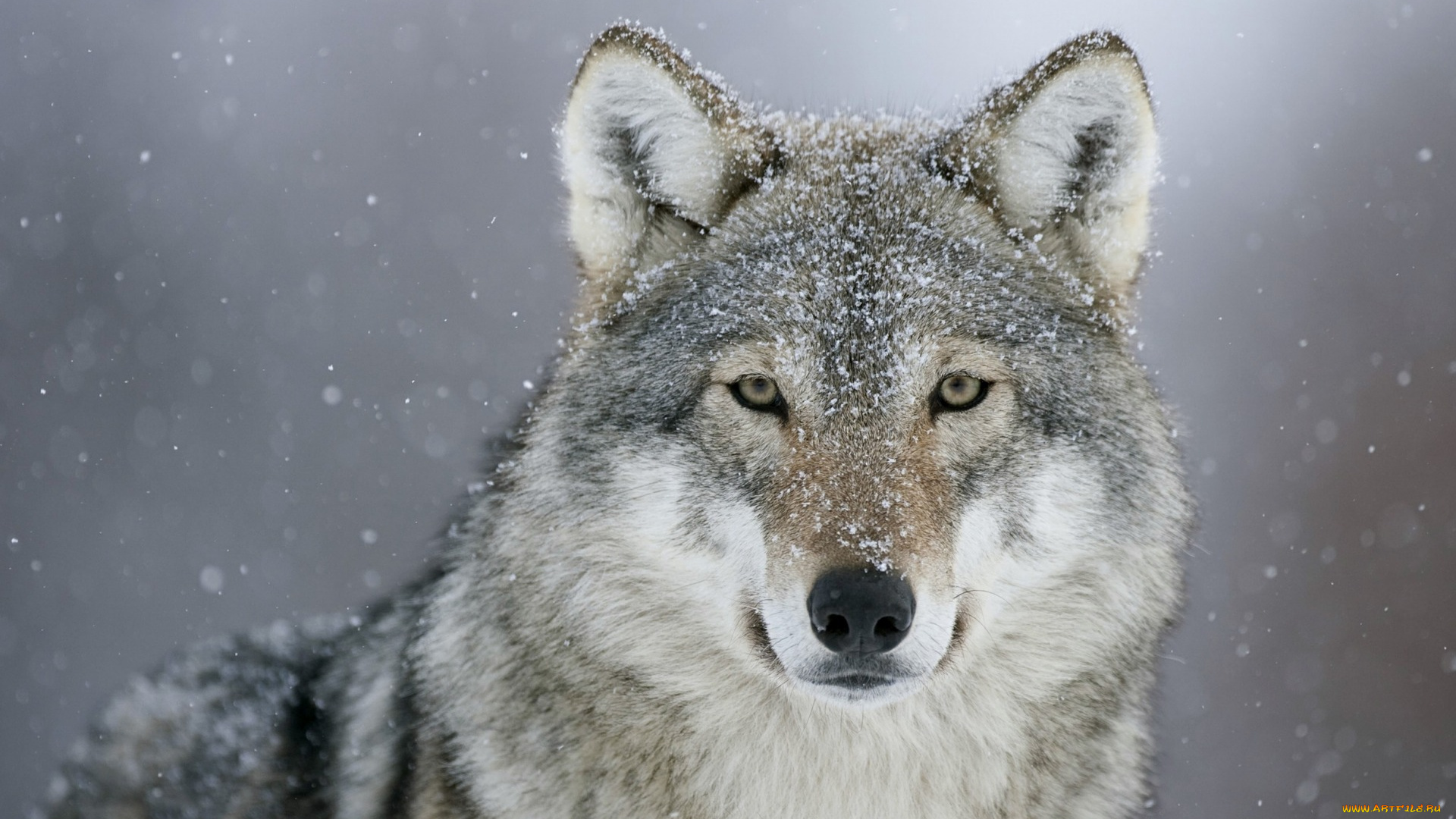 животные, волки, , койоты, , шакалы, снег, взгляд, хищник, волк