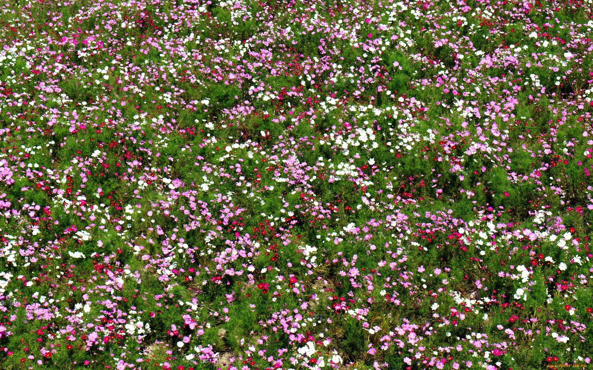 цветы, космея, много, поле