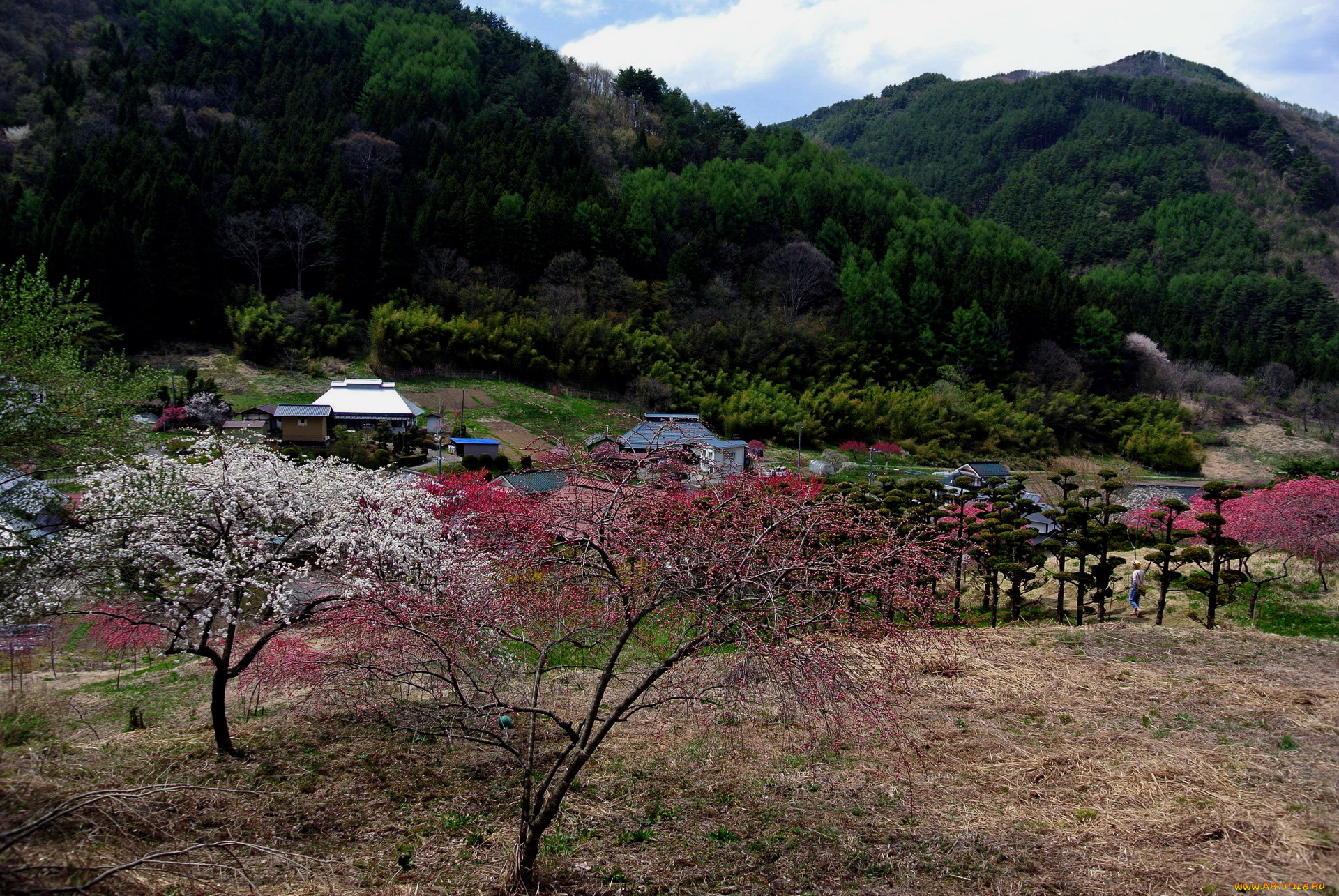 города, -, пейзажи, Япония, горы, весна, деревья