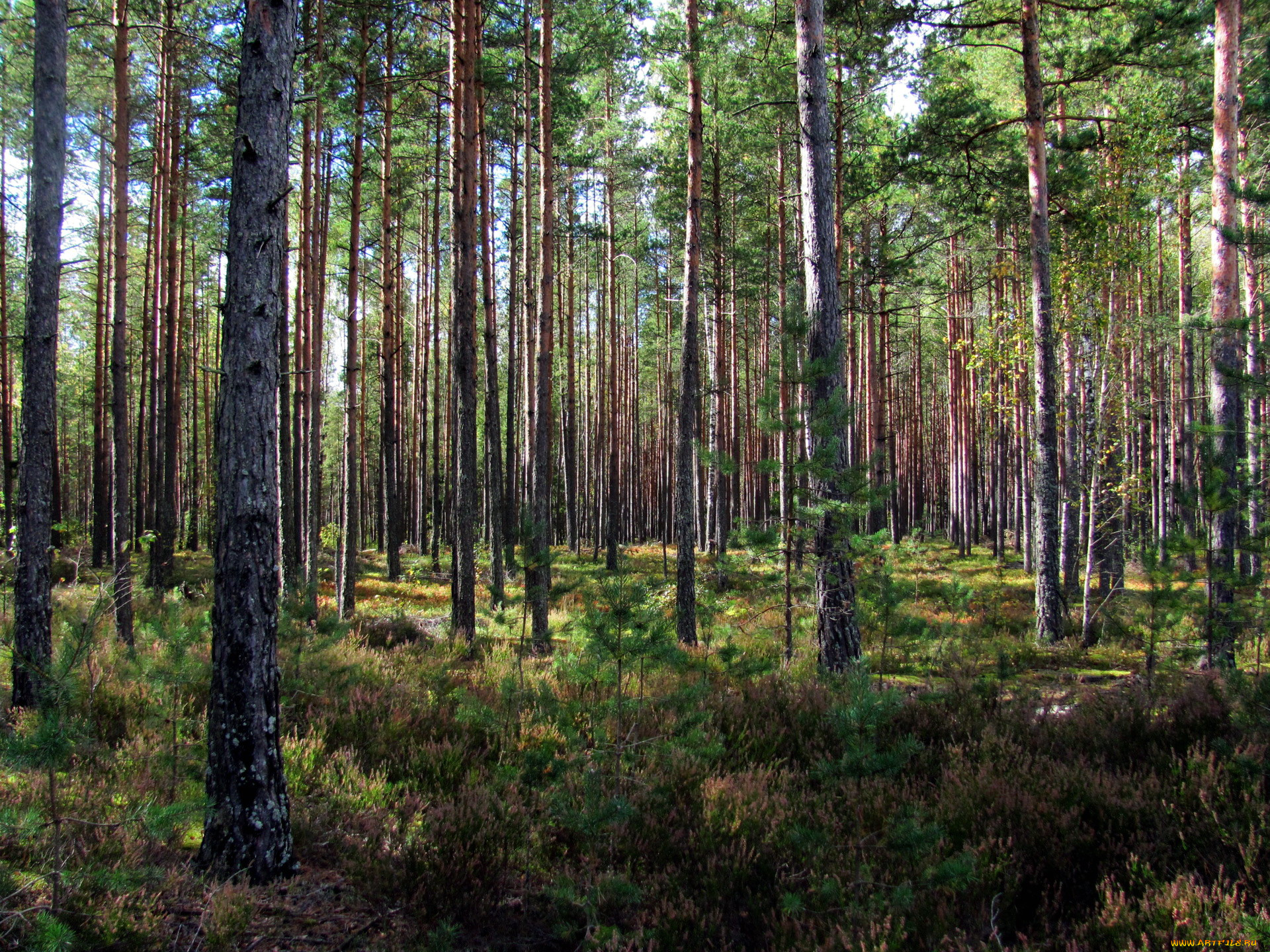 природа, лес, сосны, вереск