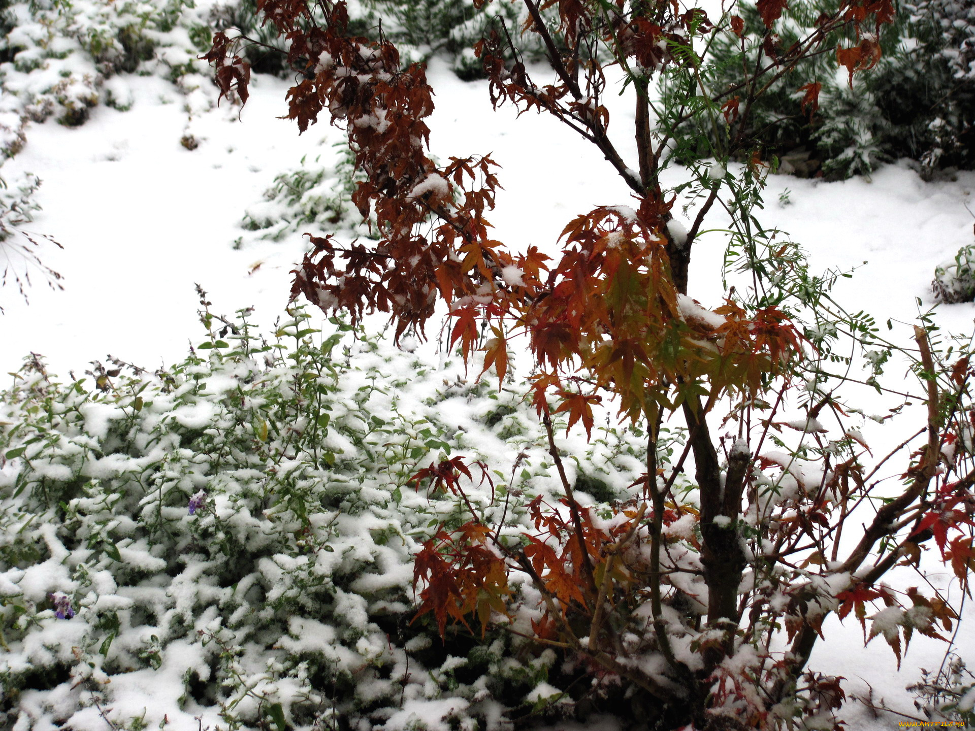 природа, зима, куст, снег
