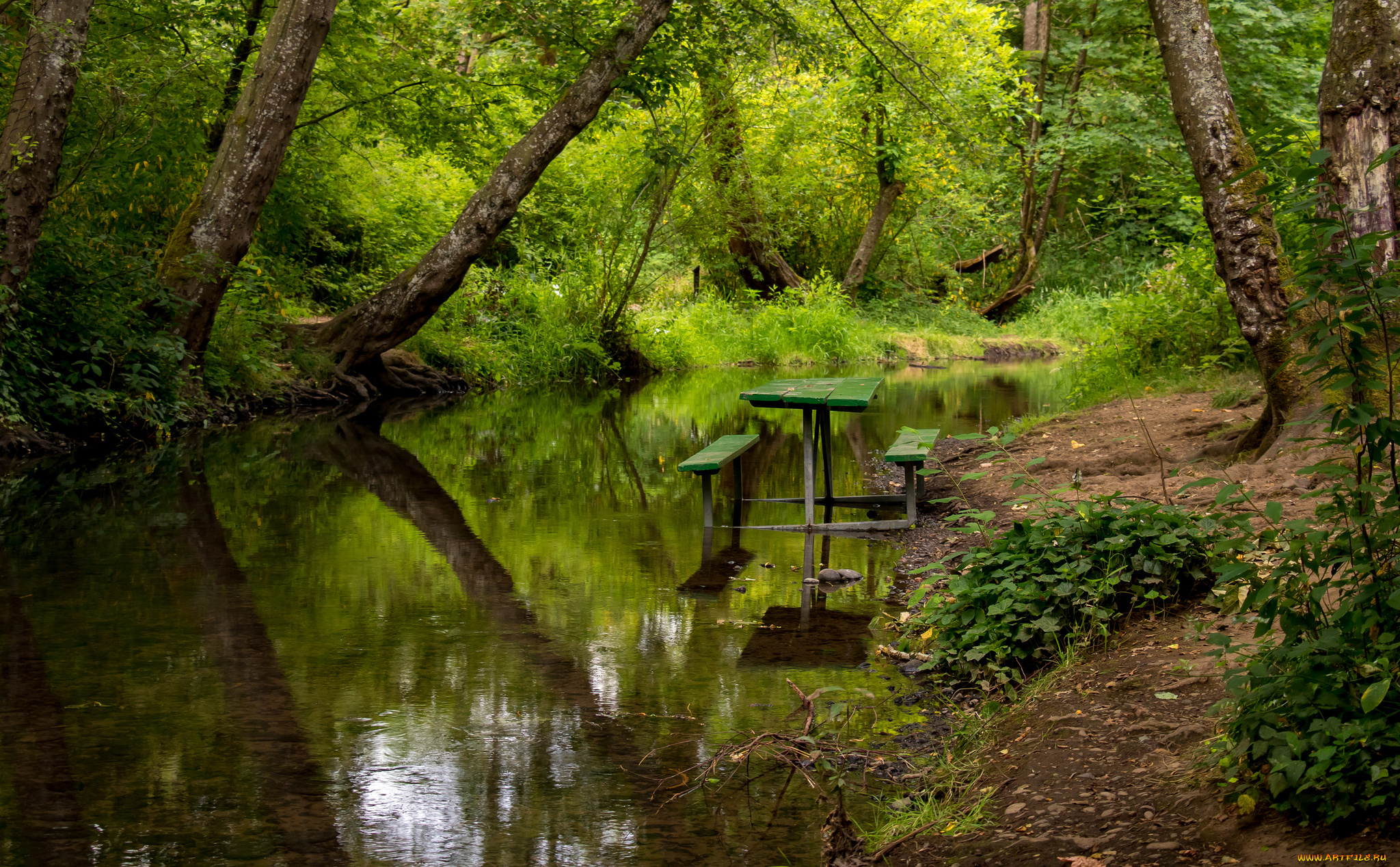 природа, реки, озера, река, лес