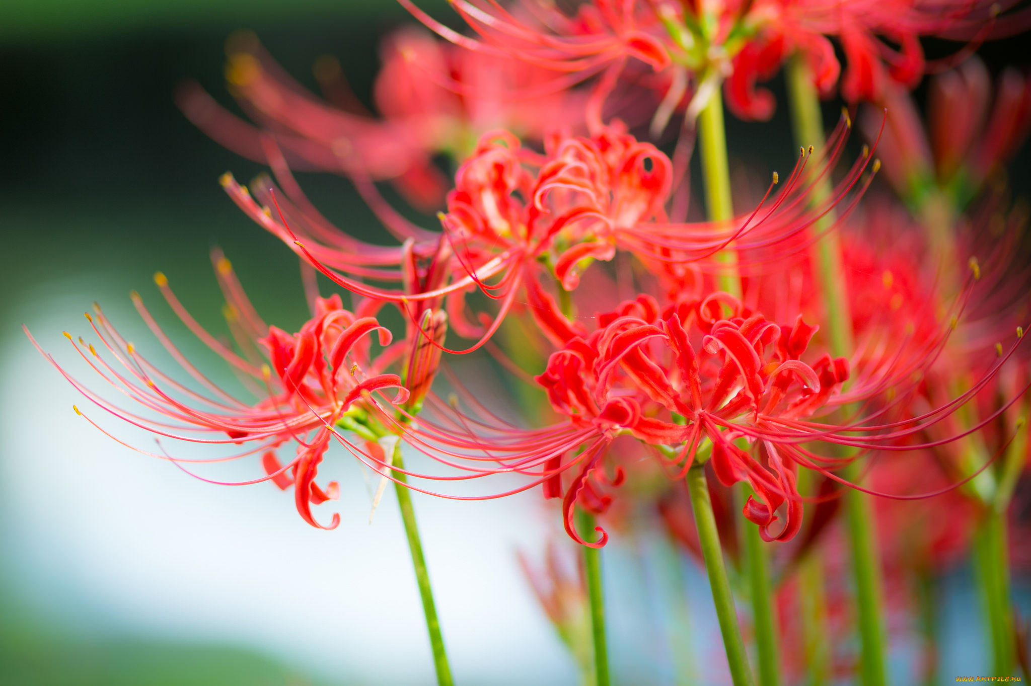 цветы, лилии, , лилейники