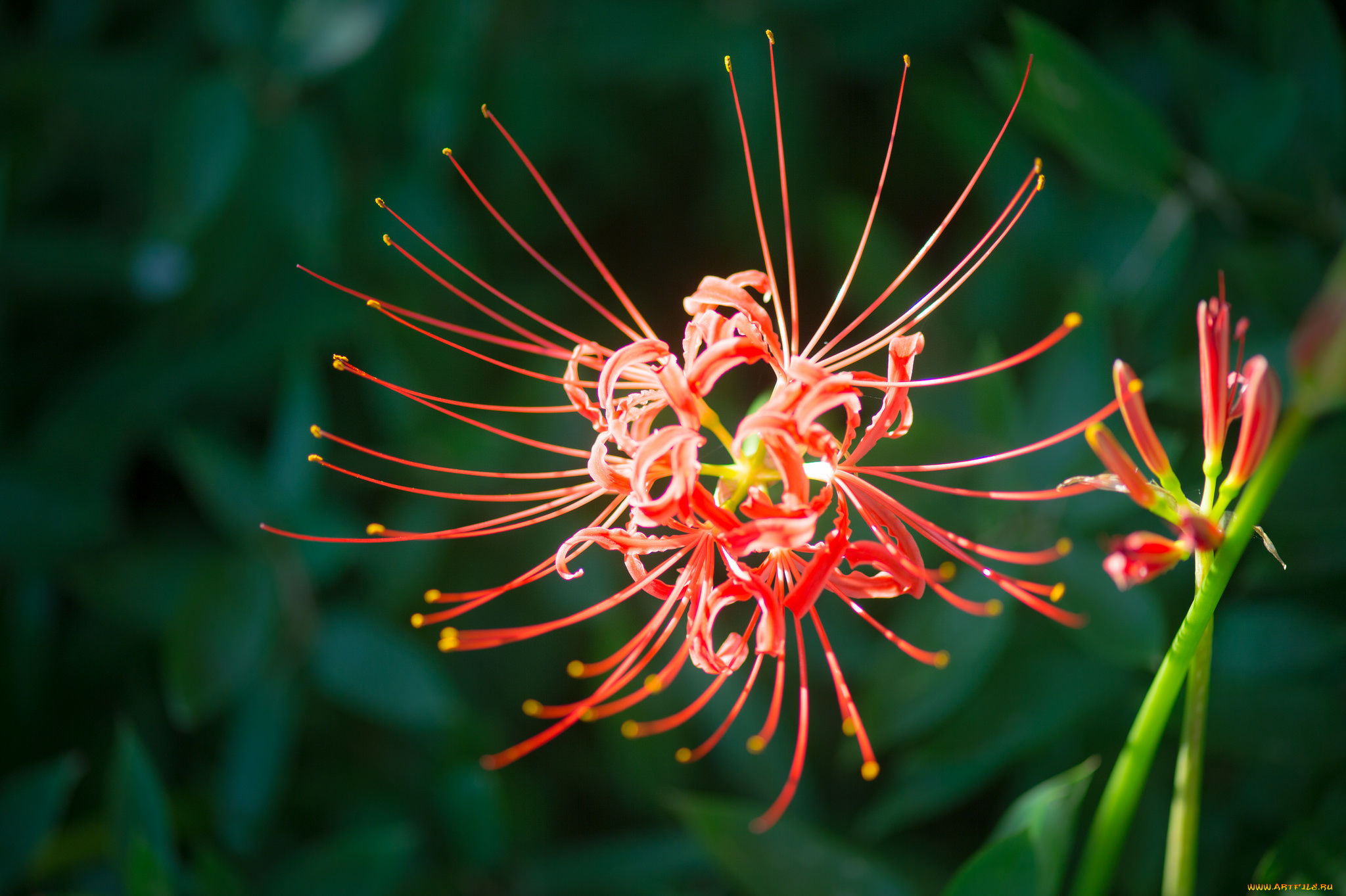цветы, лилии, , лилейники, лилиия
