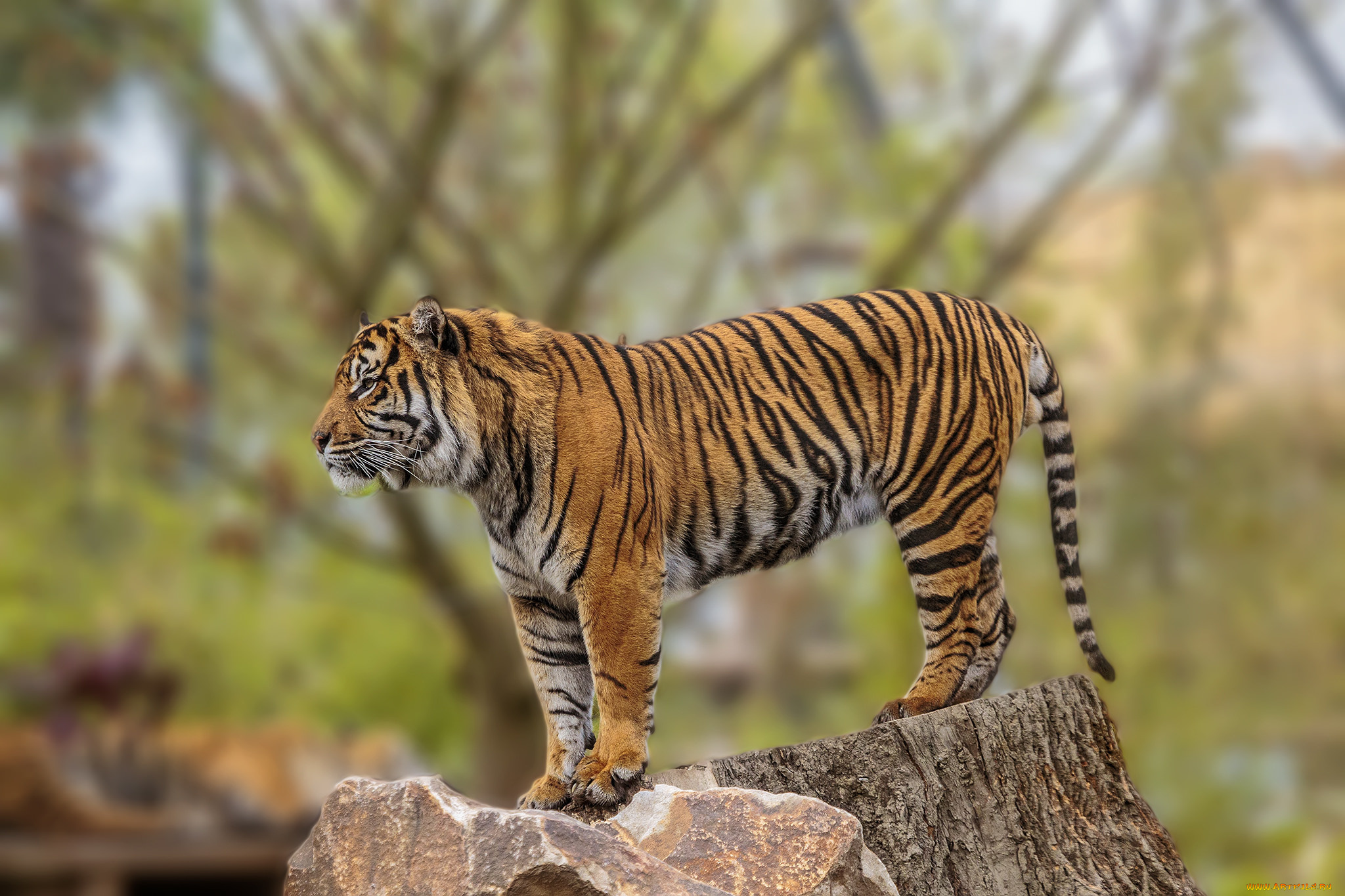 животные, тигры, тигр